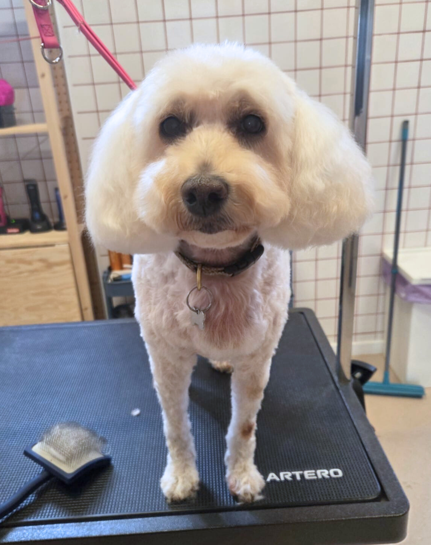 Untitled design (7).png