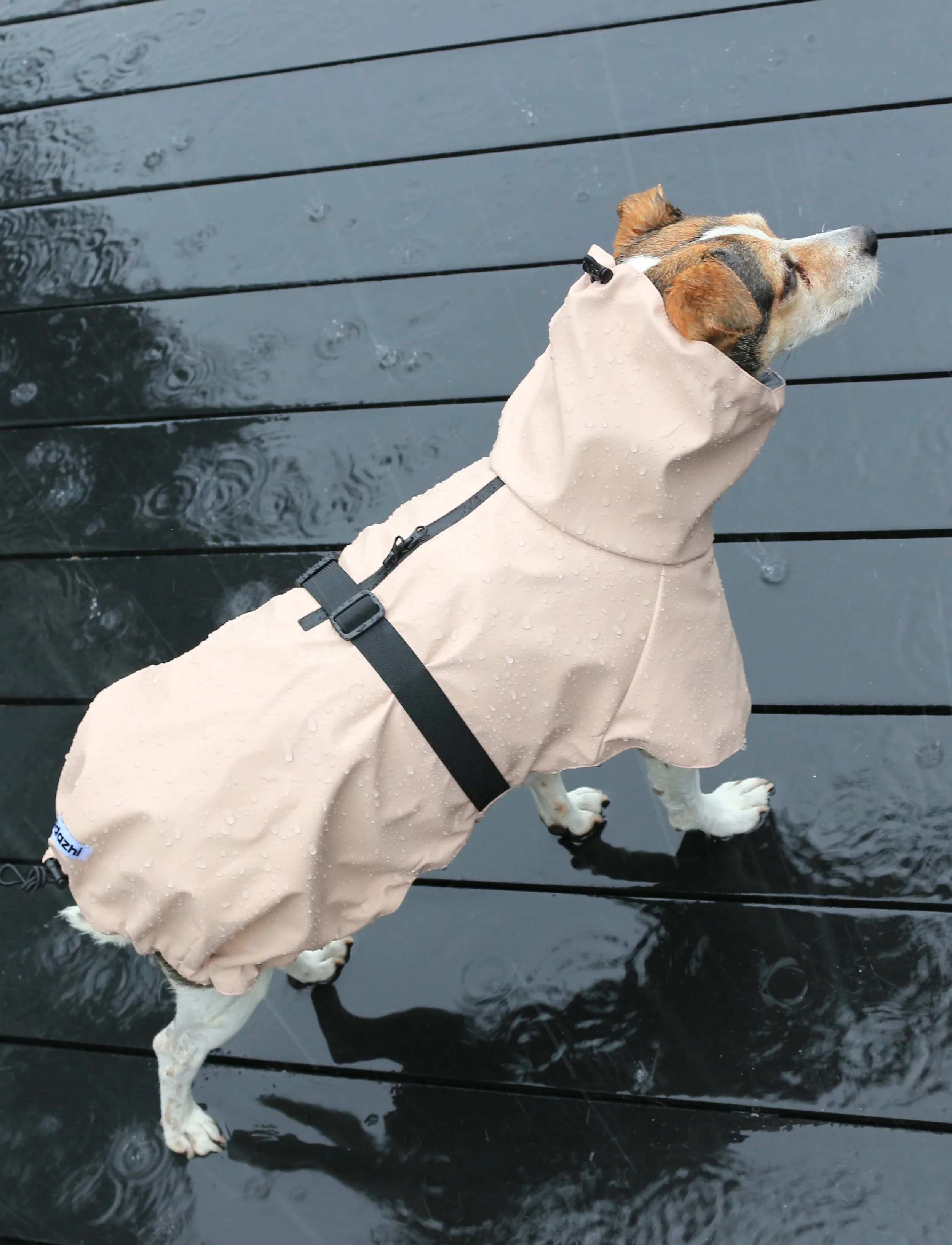 Raincoat_Rose_1.webp