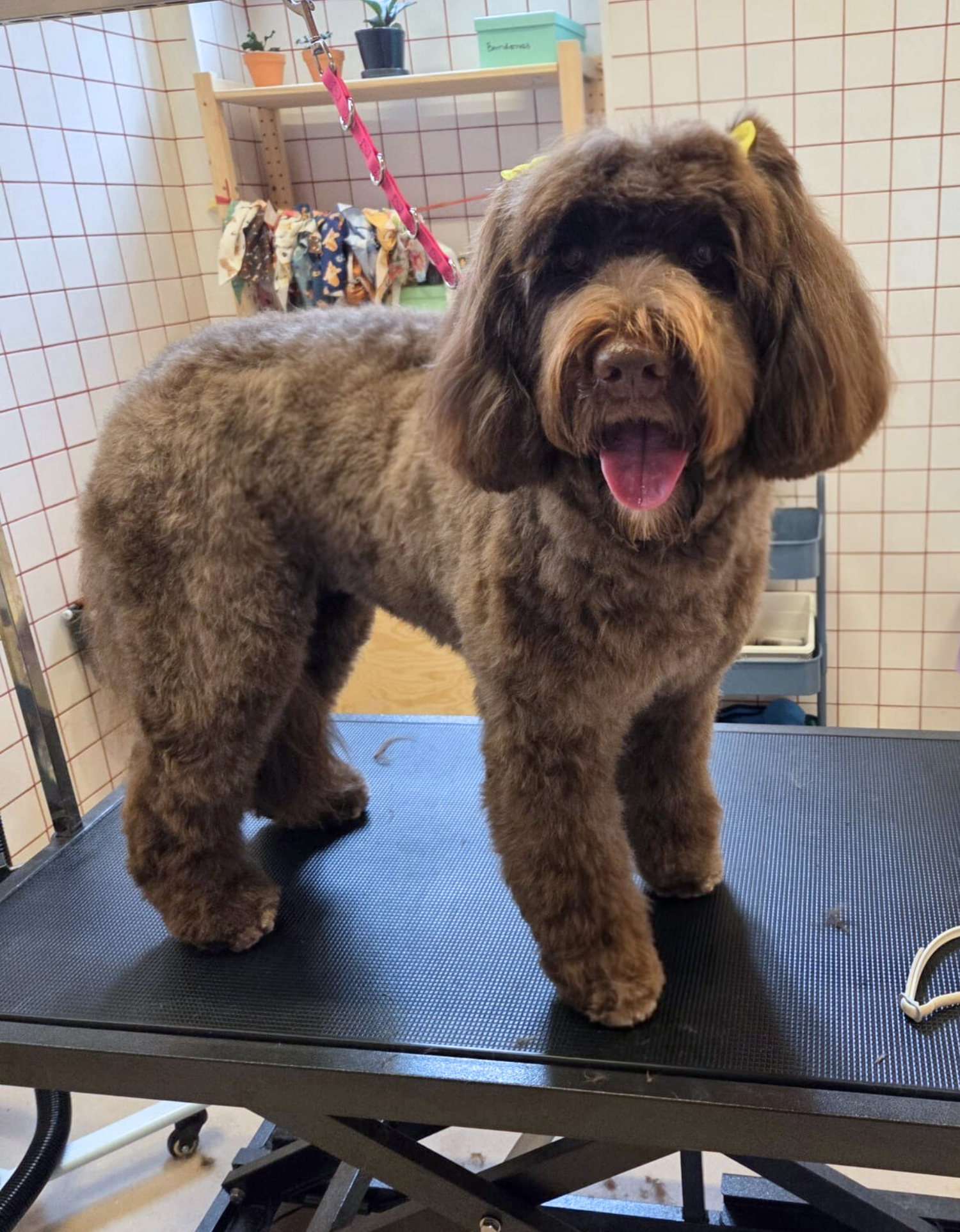 Untitled design (18).png