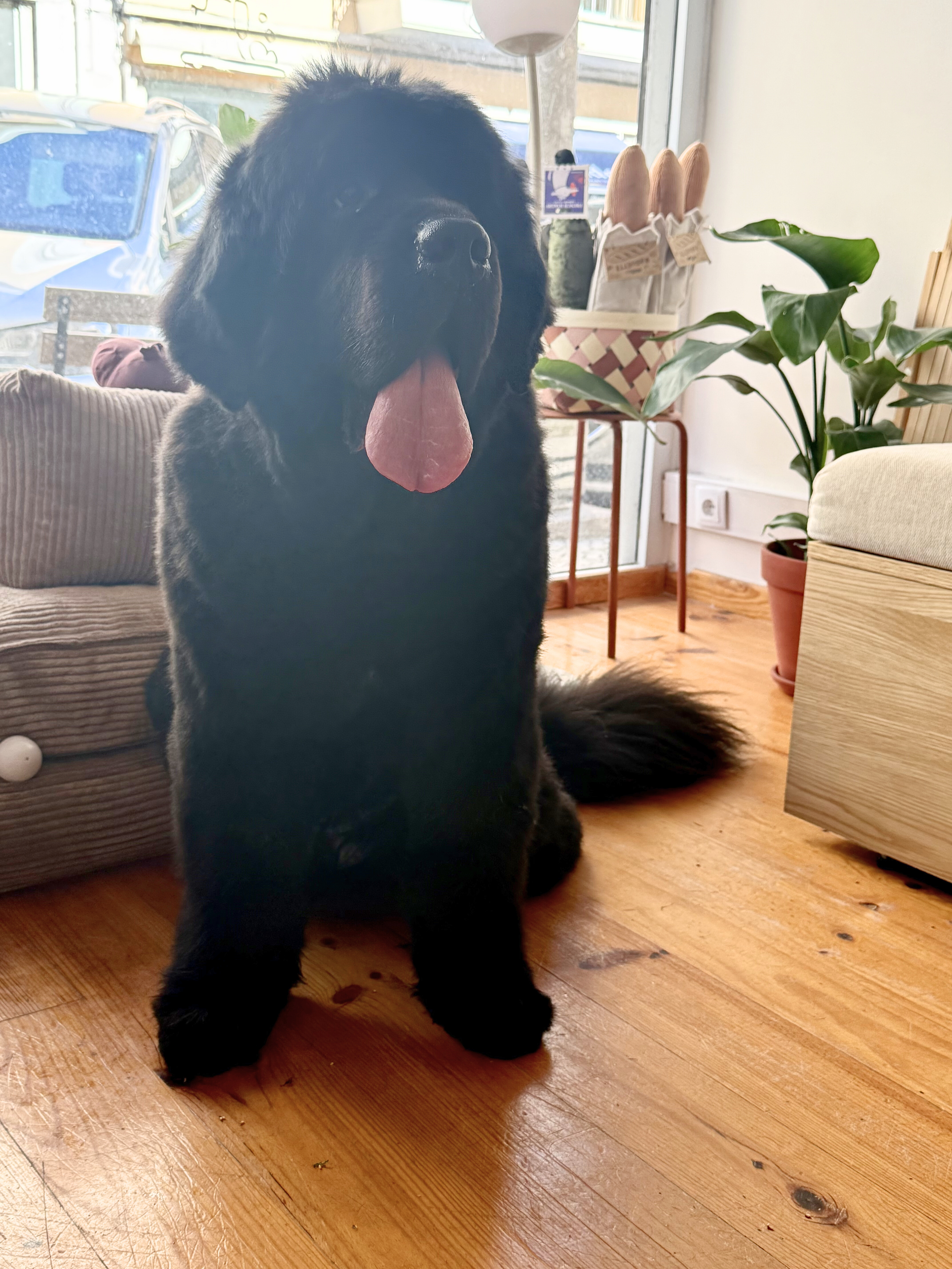 Untitled design (5).png