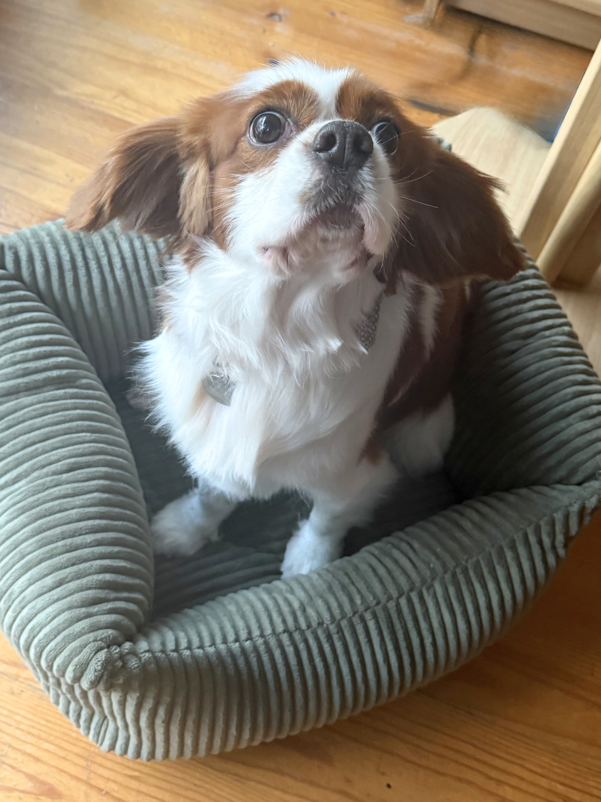 Untitled design (10).png