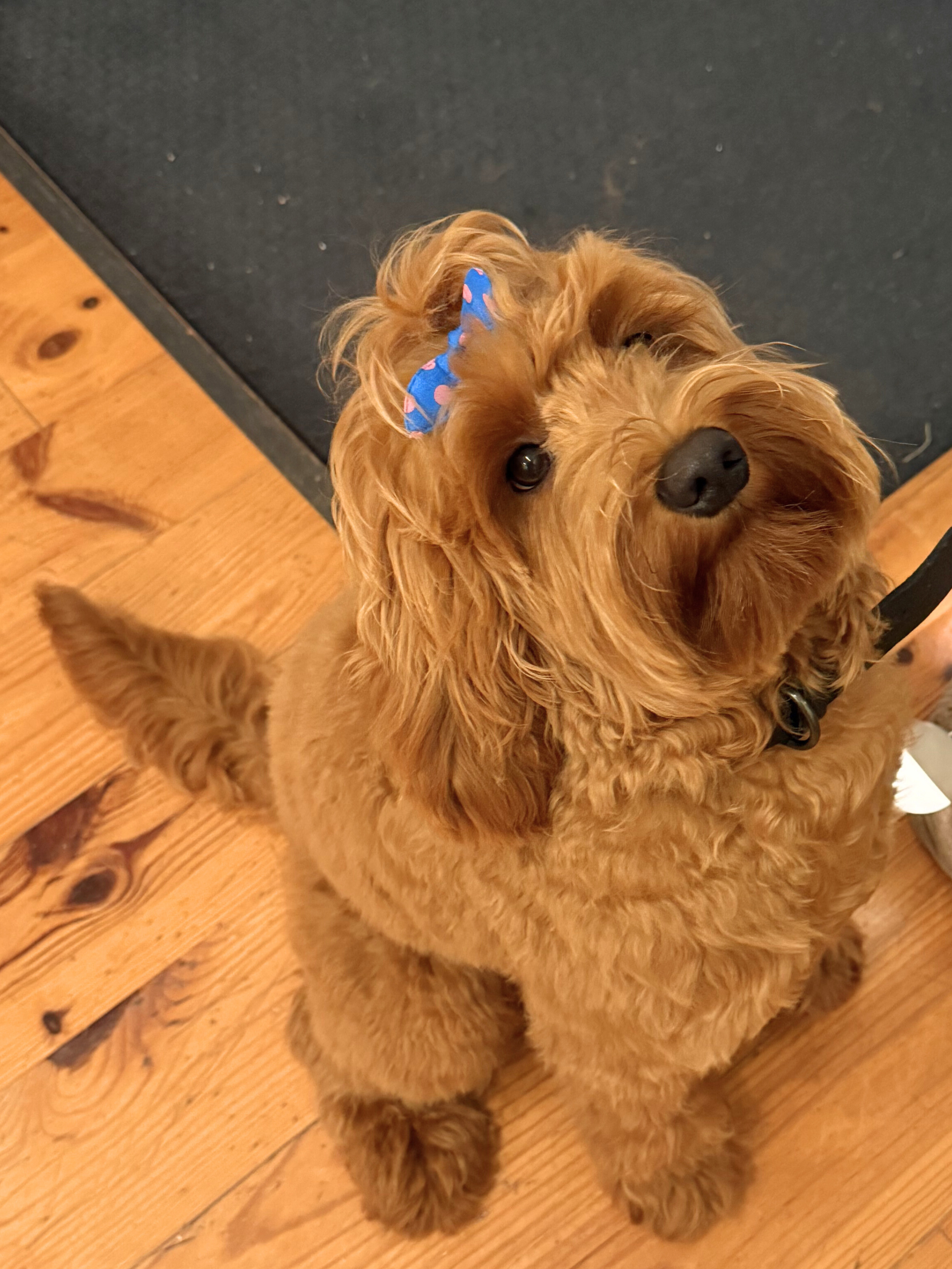 Untitled design (2).png