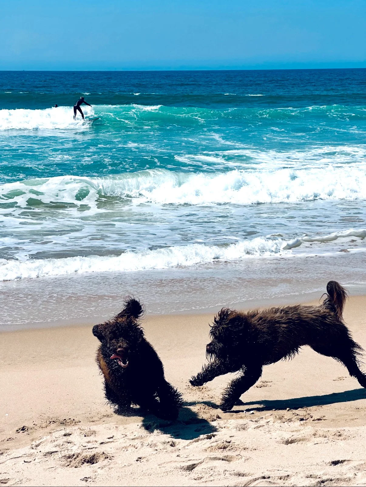 Two black dogs playing on a sandy beach with ocean waves and a person surfing in the background.