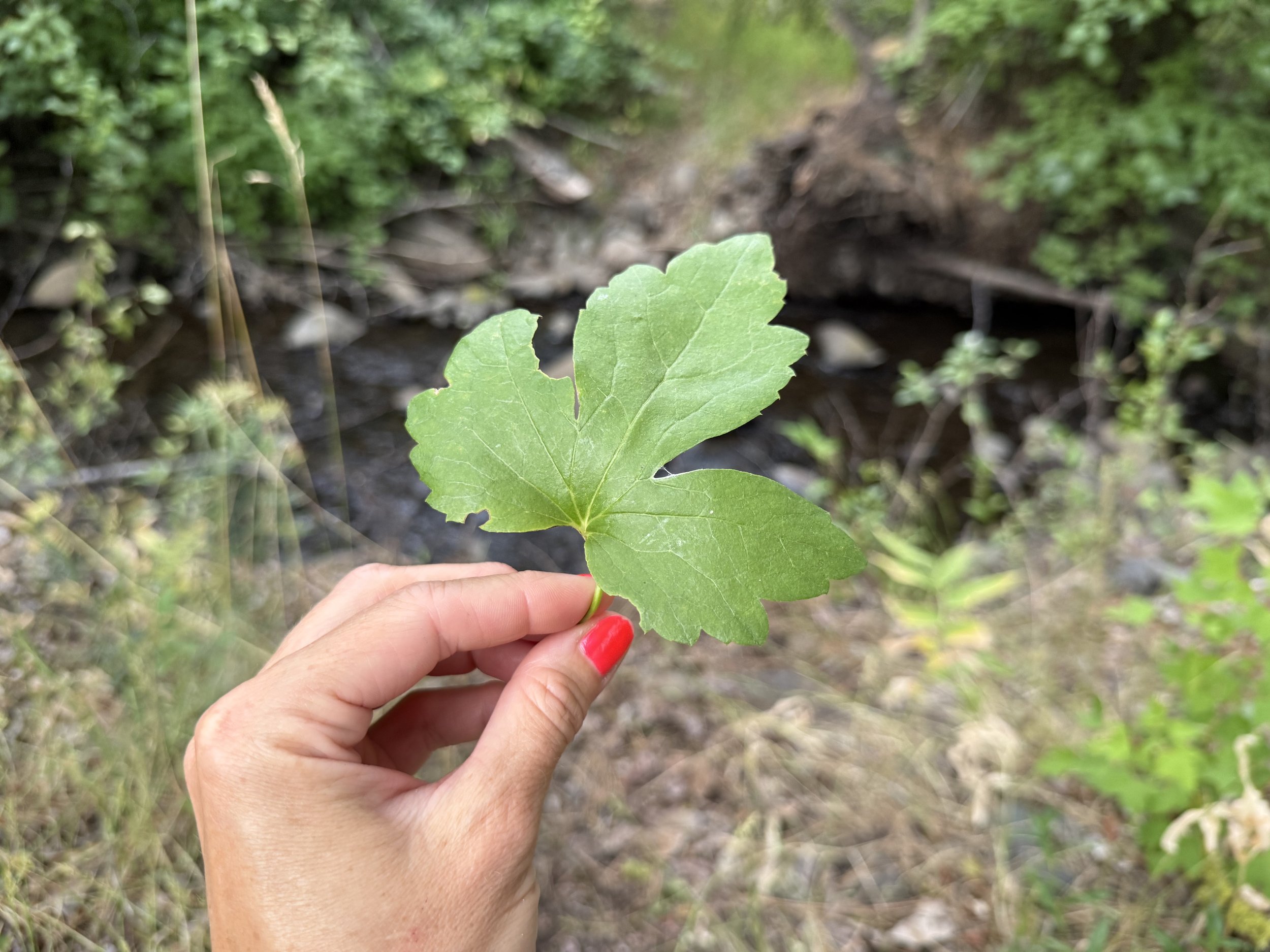 Woodland-Findings-Leaf.jpeg