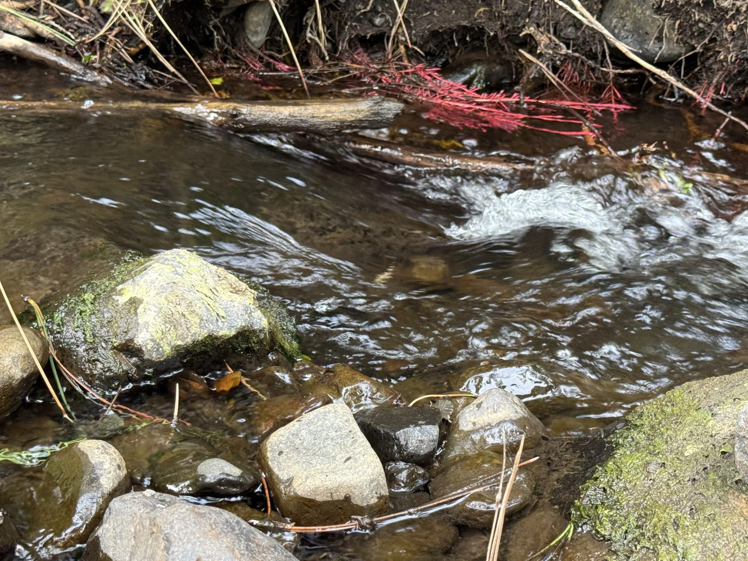 Woodland-Findings-Flowing-Creek.jpeg