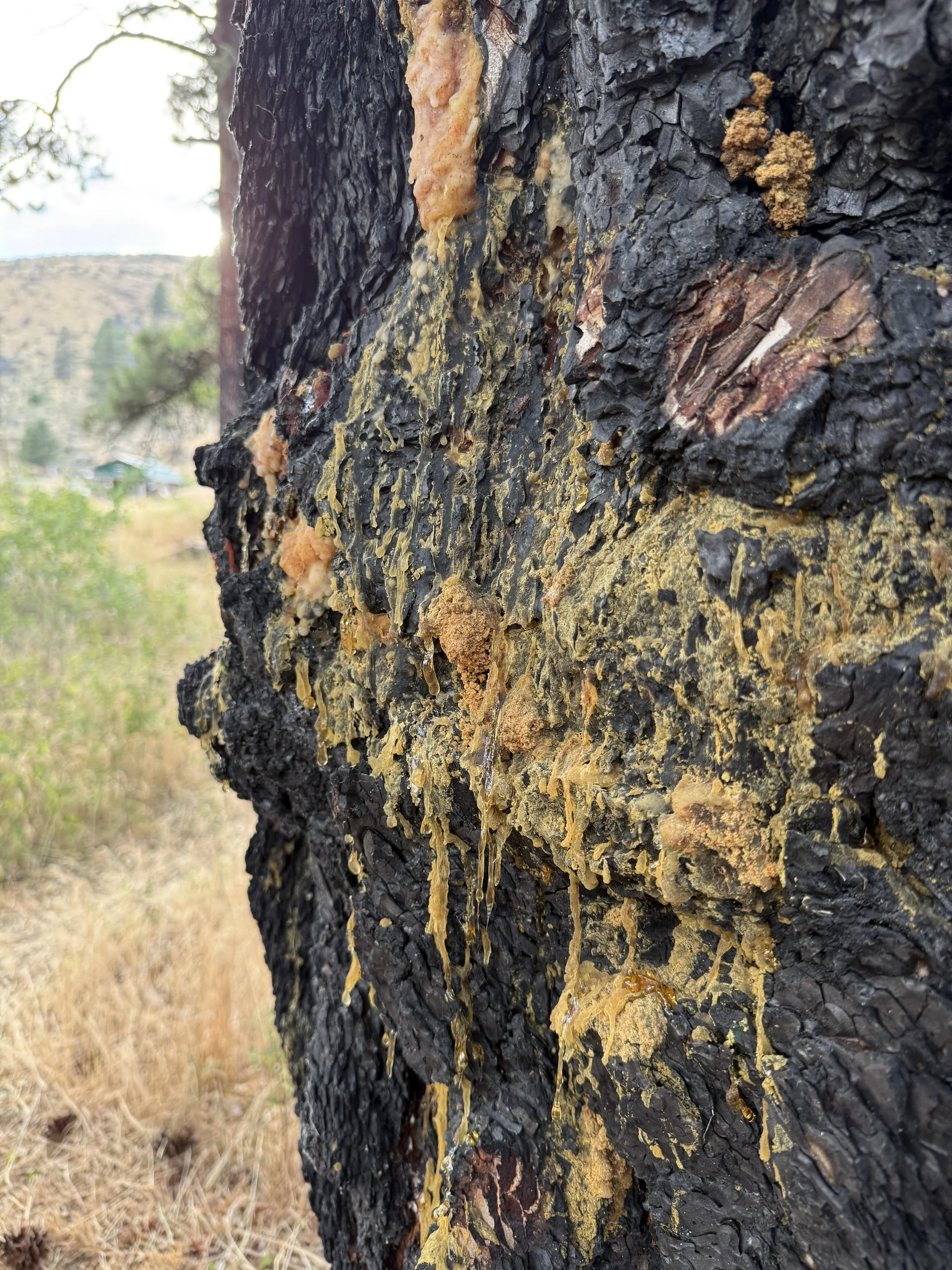 Woodland-Findings-Burned-Tree.jpeg
