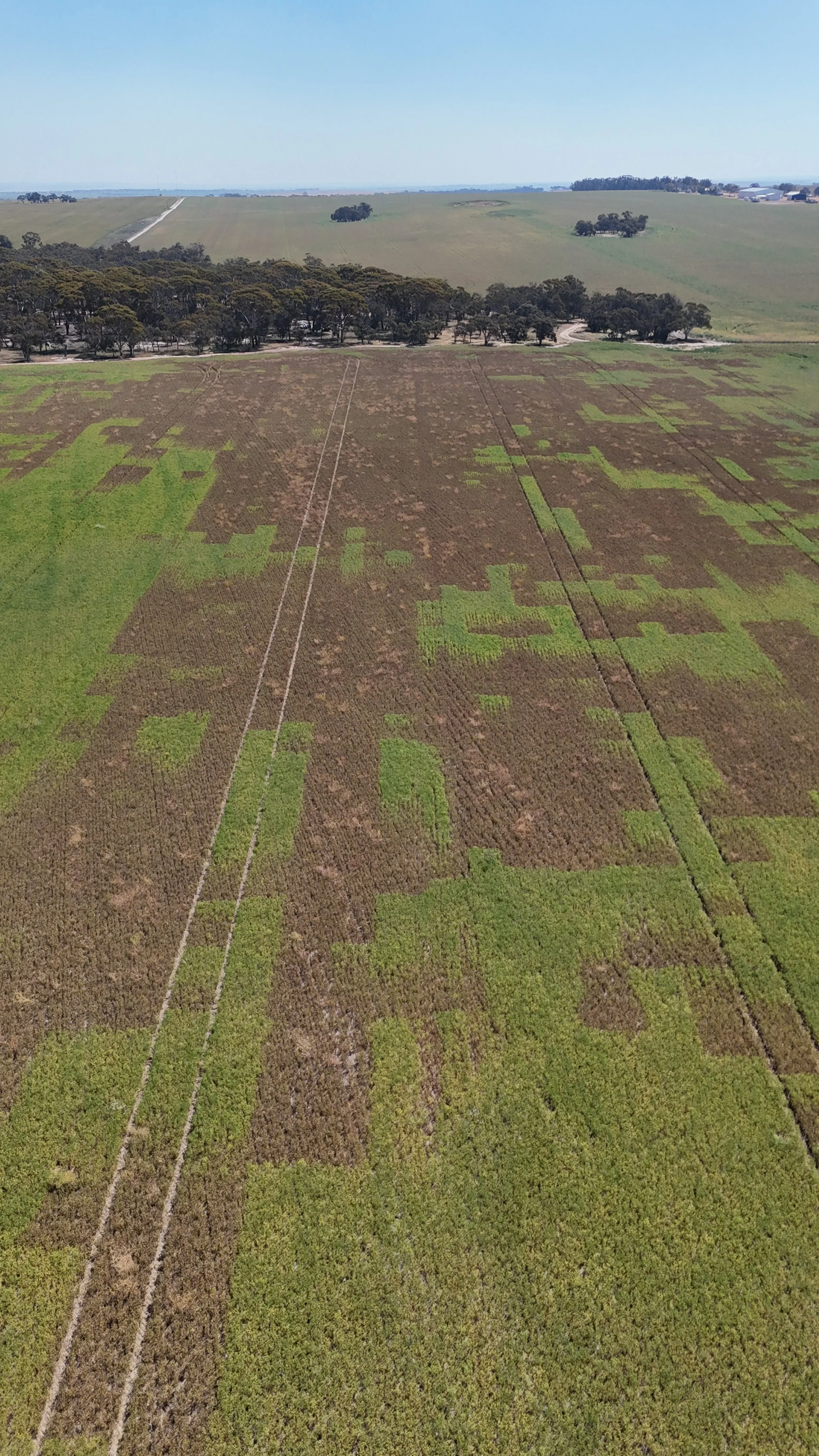 Image 3: Drone Image Post Spraying (Image taken by Jacob Turner)