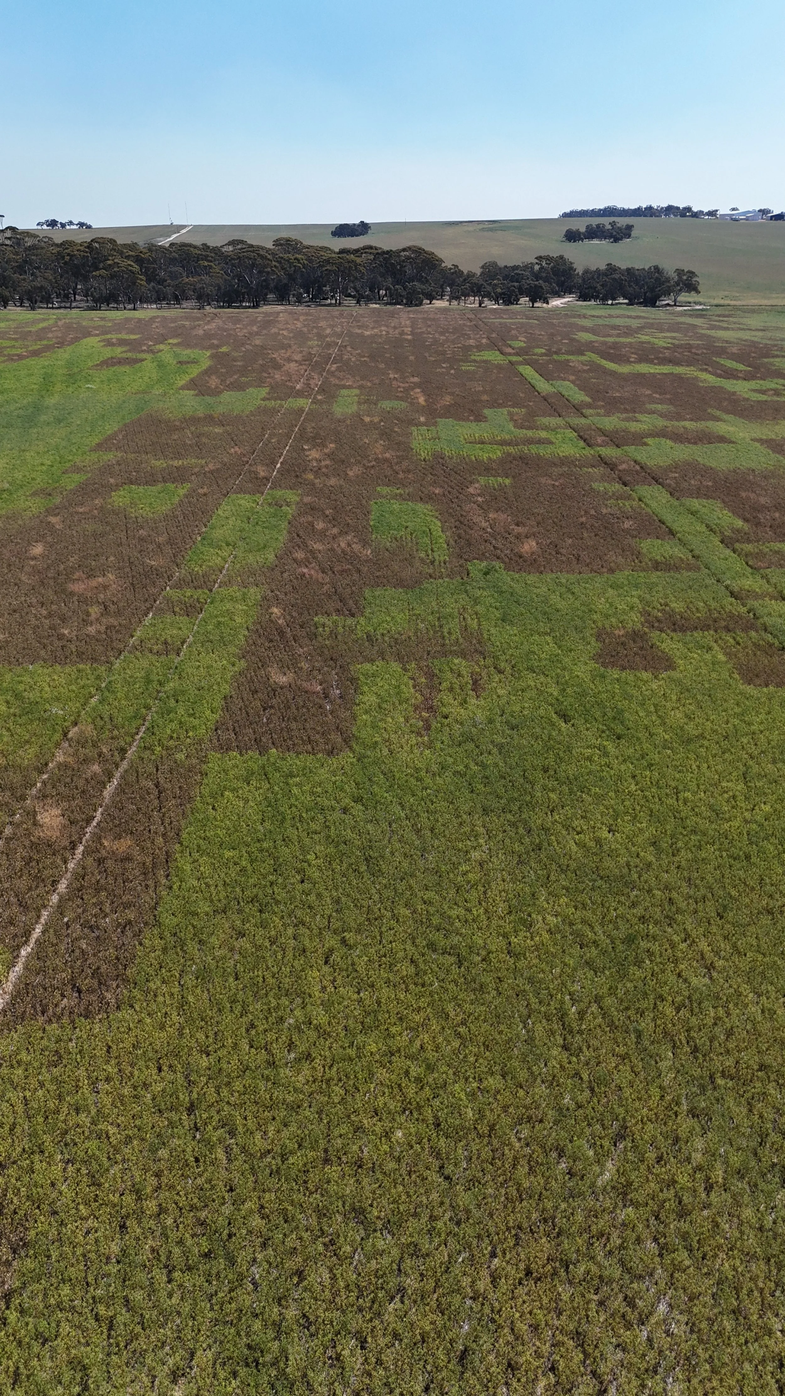 Image 4: Drone Image Post Spraying (Image taken by Jacob Turner)