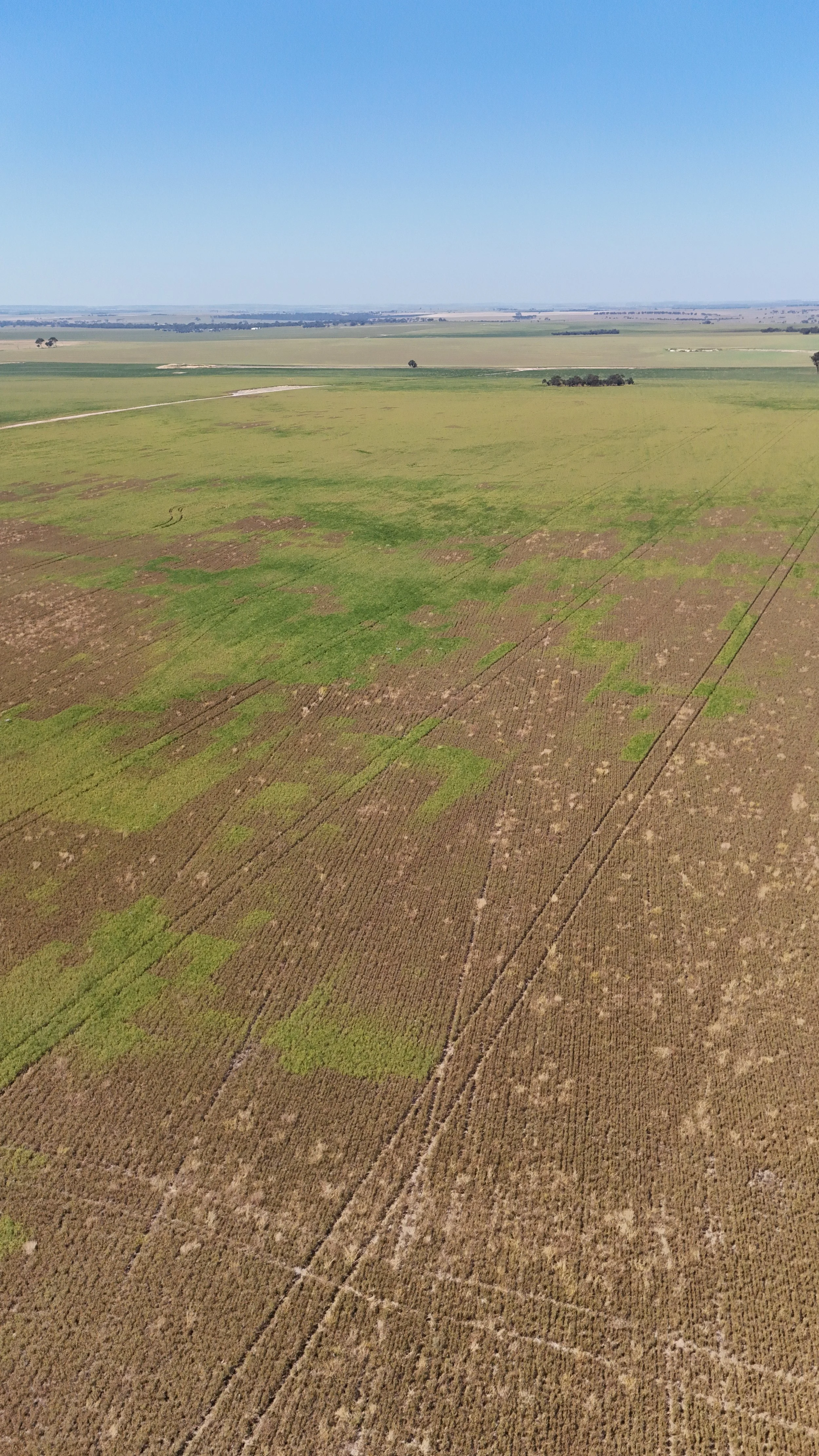 Image 5: Drone Image Post Spraying (Image taken by Jacob Turner)
