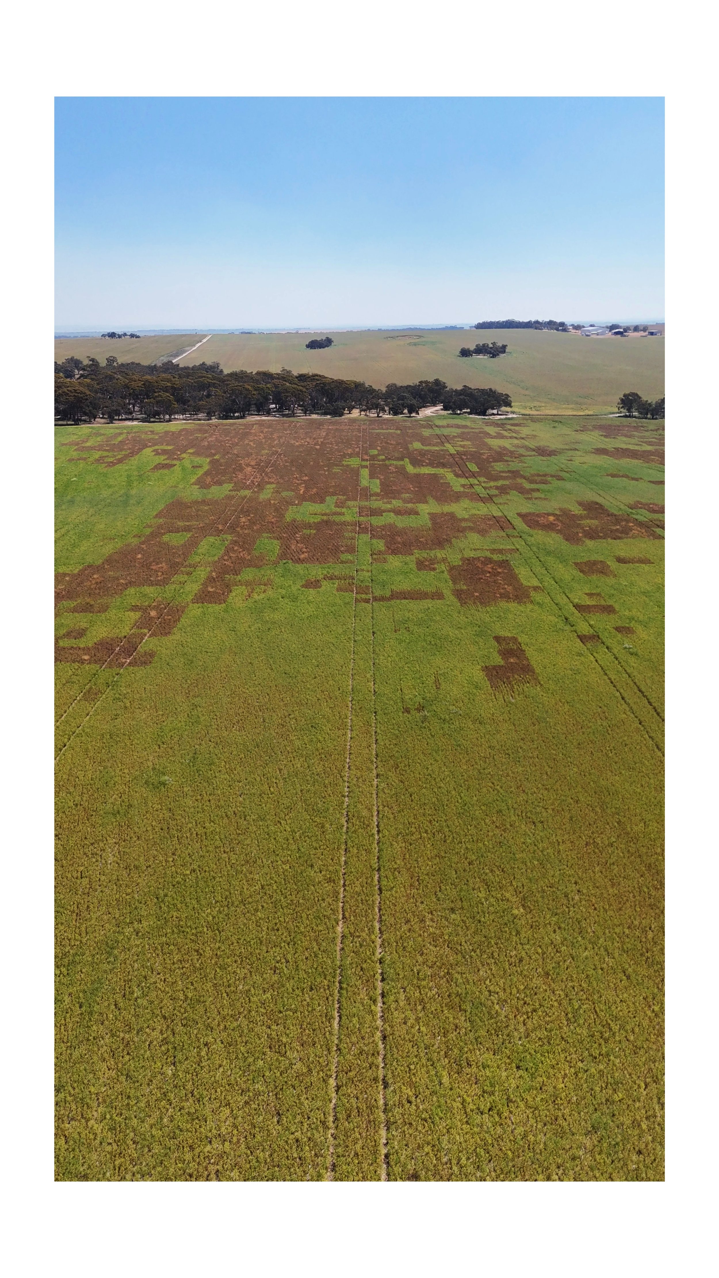 Image 1: Drone Image Post Spraying (Image taken by Jacob Turner)