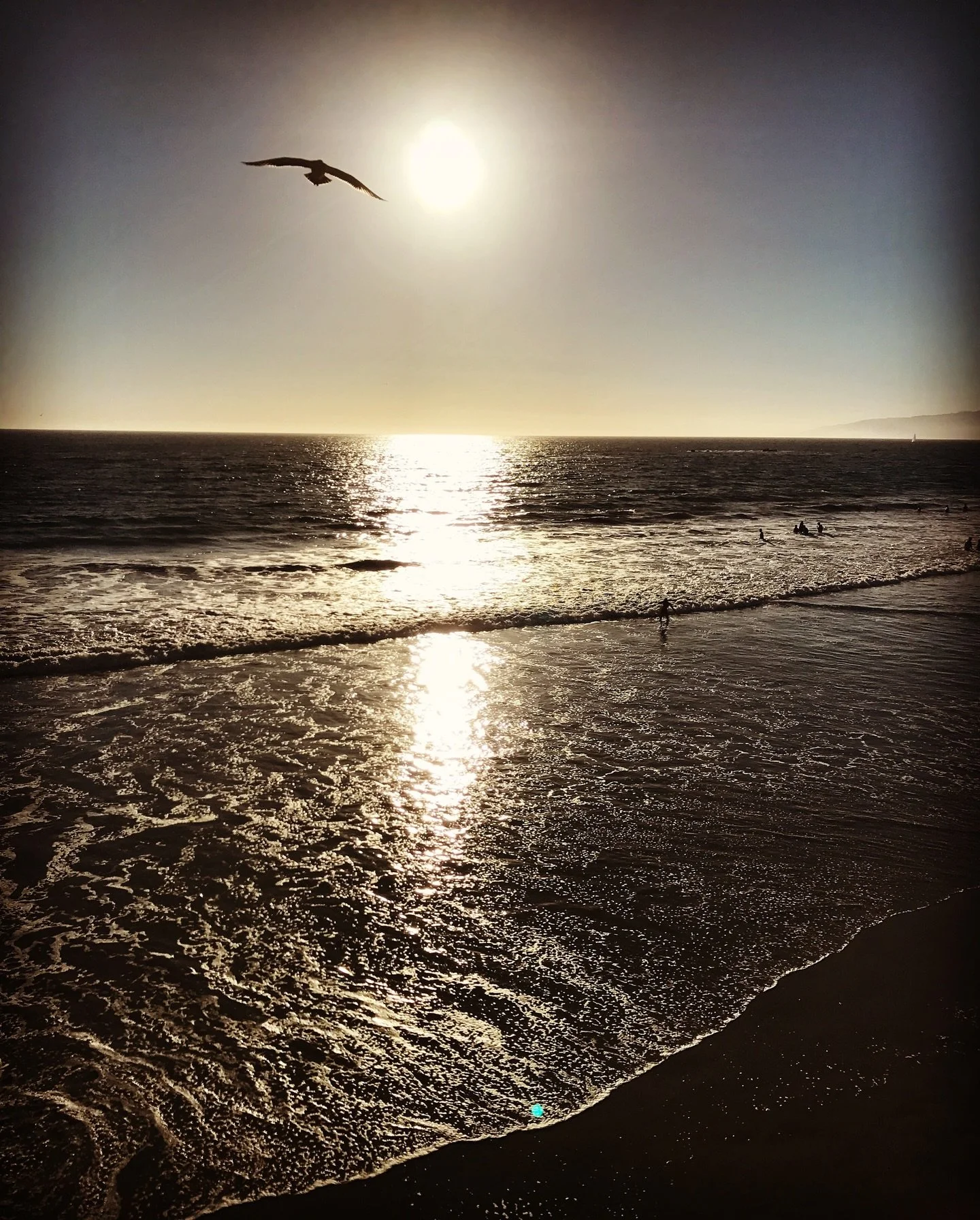 🌊 Missig Team: LA Things To Do 🌊
Golden hour, Pacific horizon, and a lone seagull in flight — LA’s beaches remind us why this city is endless summer.
📸 @philmexposed | Posted by @MissigTeam
Weekend beach vibes:
	•	🏄 Surf sessio