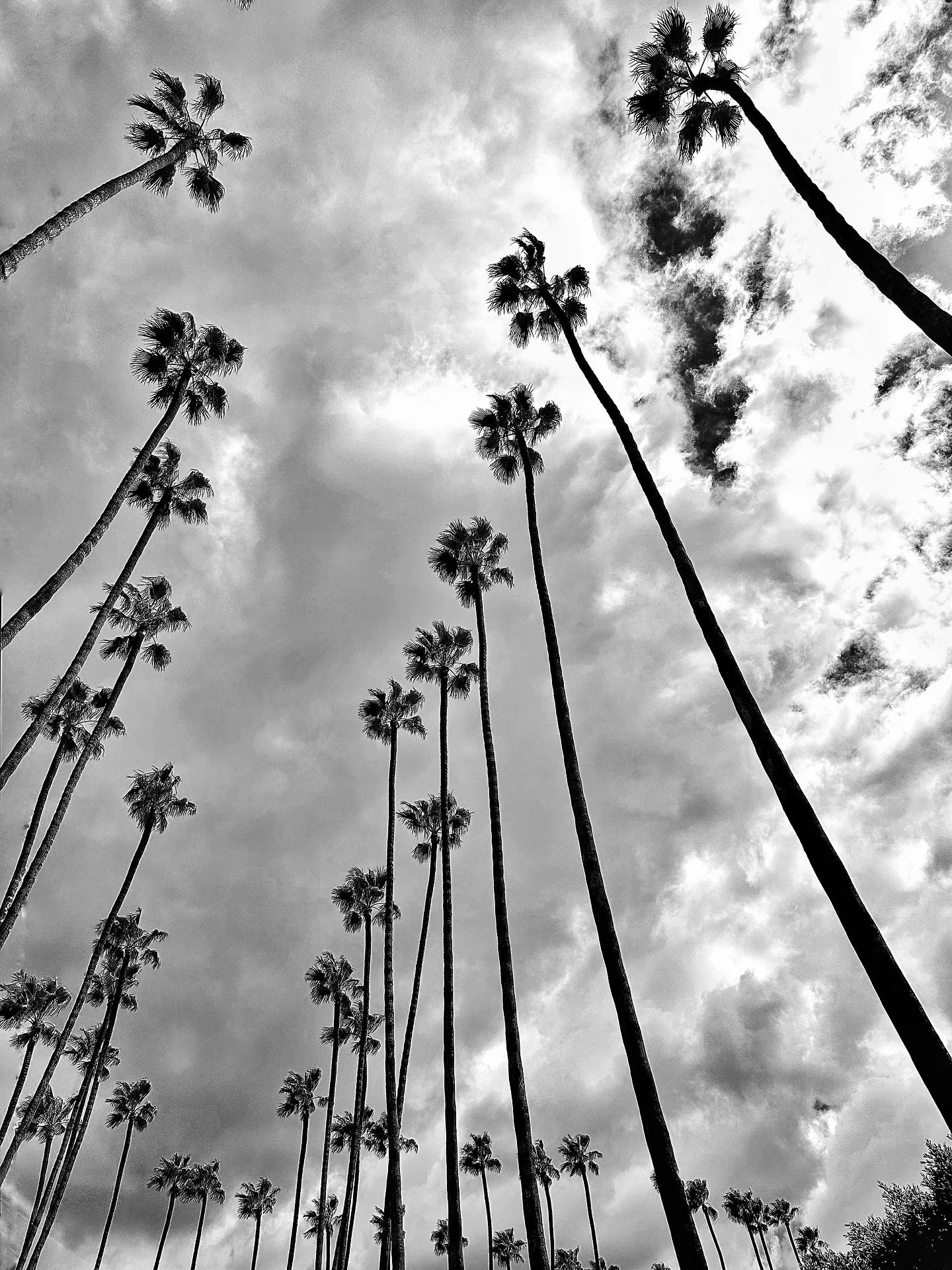 🌴 Palm Trees of LA
Missig Team: LA Things To Do
Towering palms against dramatic skies — one of LA’s most recognizable signatures. These streets aren’t just roads; they’re cinematic backdrops that define the city’s char
