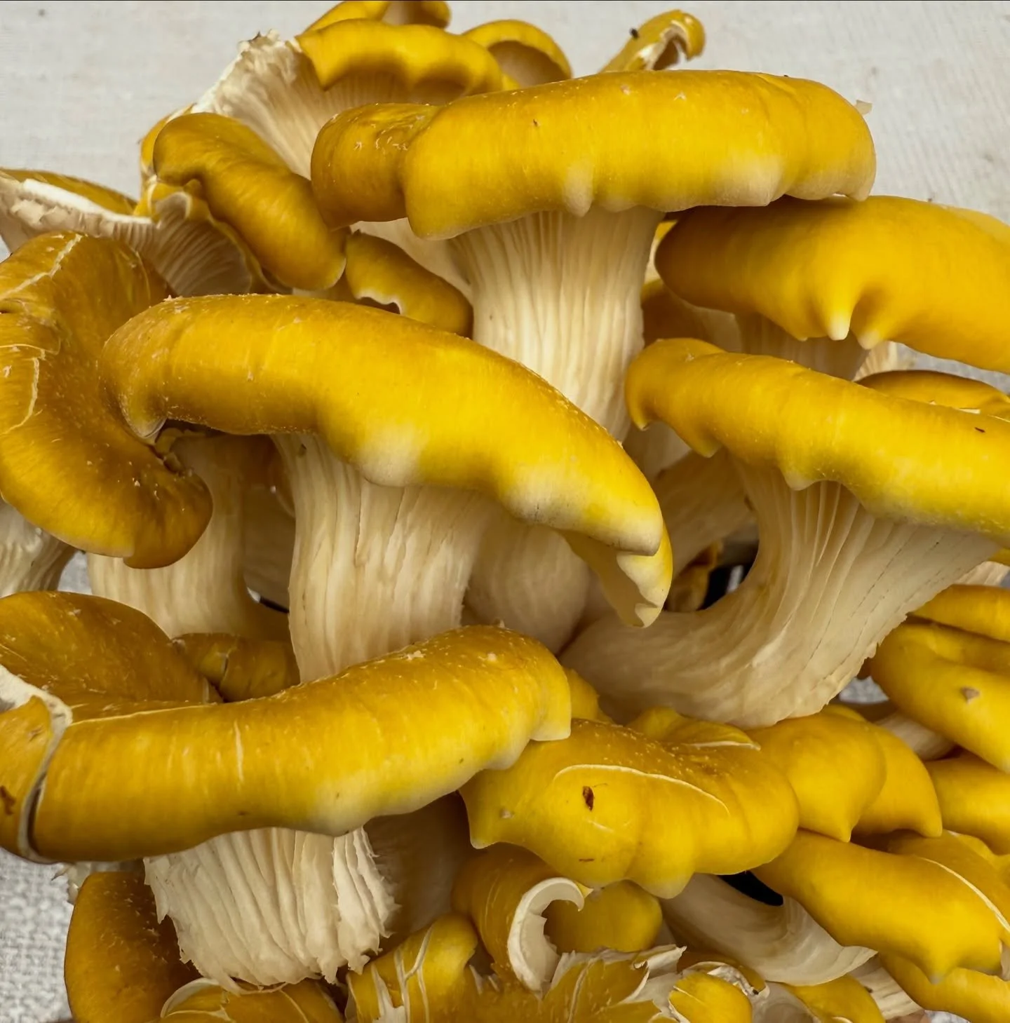 Mushroom Picking
📍 Missig Team: LA Things To Do
Golden oyster mushrooms like these remind us how vibrant and surprising local markets and foraging spots can be. Seasonal, fresh, and full of character—just like LA itself.
✨ LA Highlights:
	&b