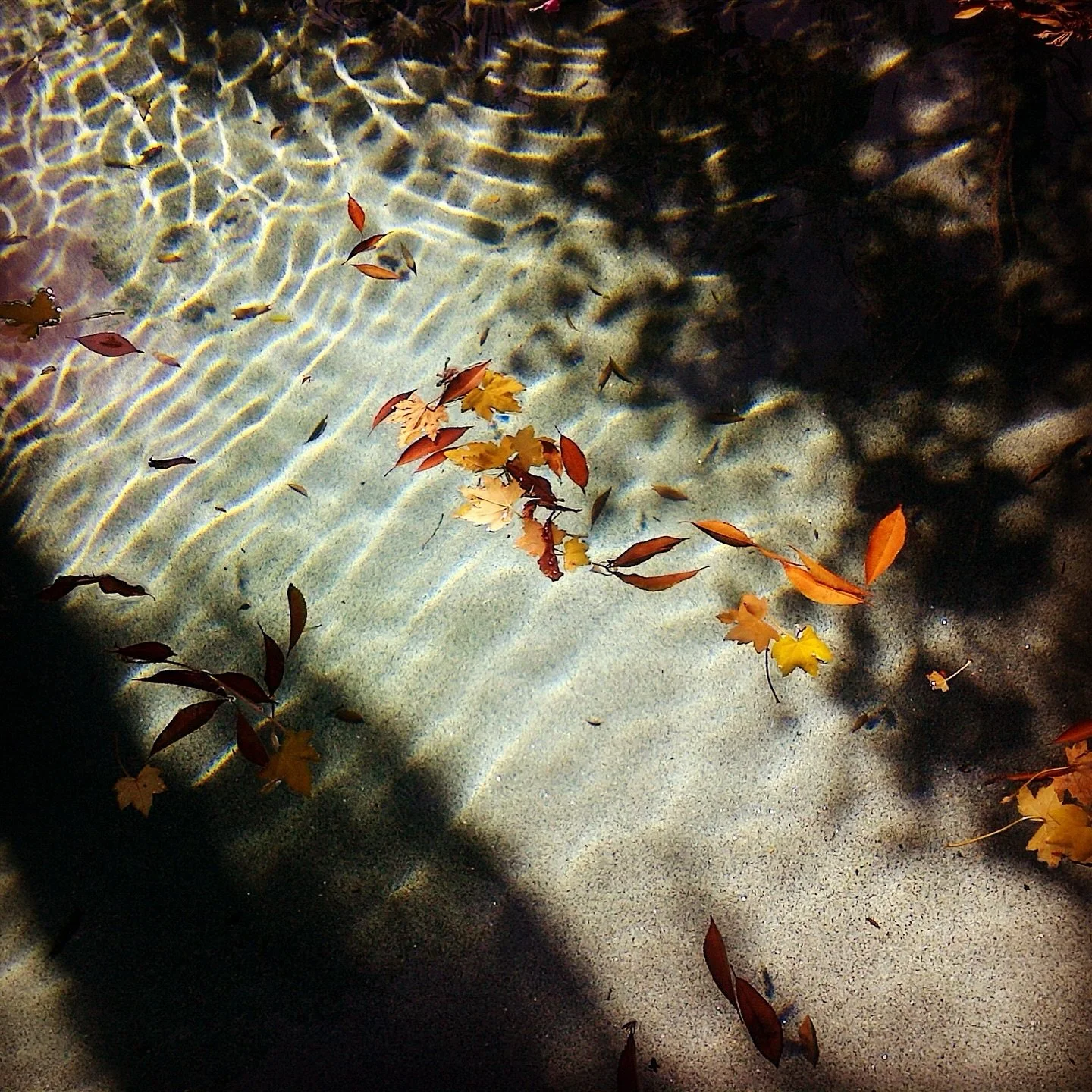 Autumn Leaves & Water Reflection
Nature's beauty meets urban life. Those perfect autumn moments when fallen leaves dance across water, creating patterns that remind us why we love LA's seasonal shifts. 🍂
Fall in Los Angeles is heating up (well
