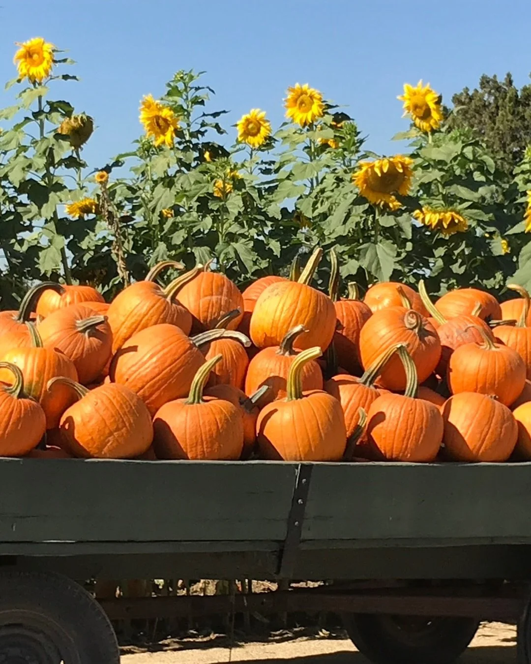 🎃 Why are pumpkins the ultimate Halloween icon?
The tradition dates back to an Irish folktale about "Stingy Jack," who trapped the Devil and was doomed to wander with only a carved turnip to light his way. When Irish immigrants came to Am
