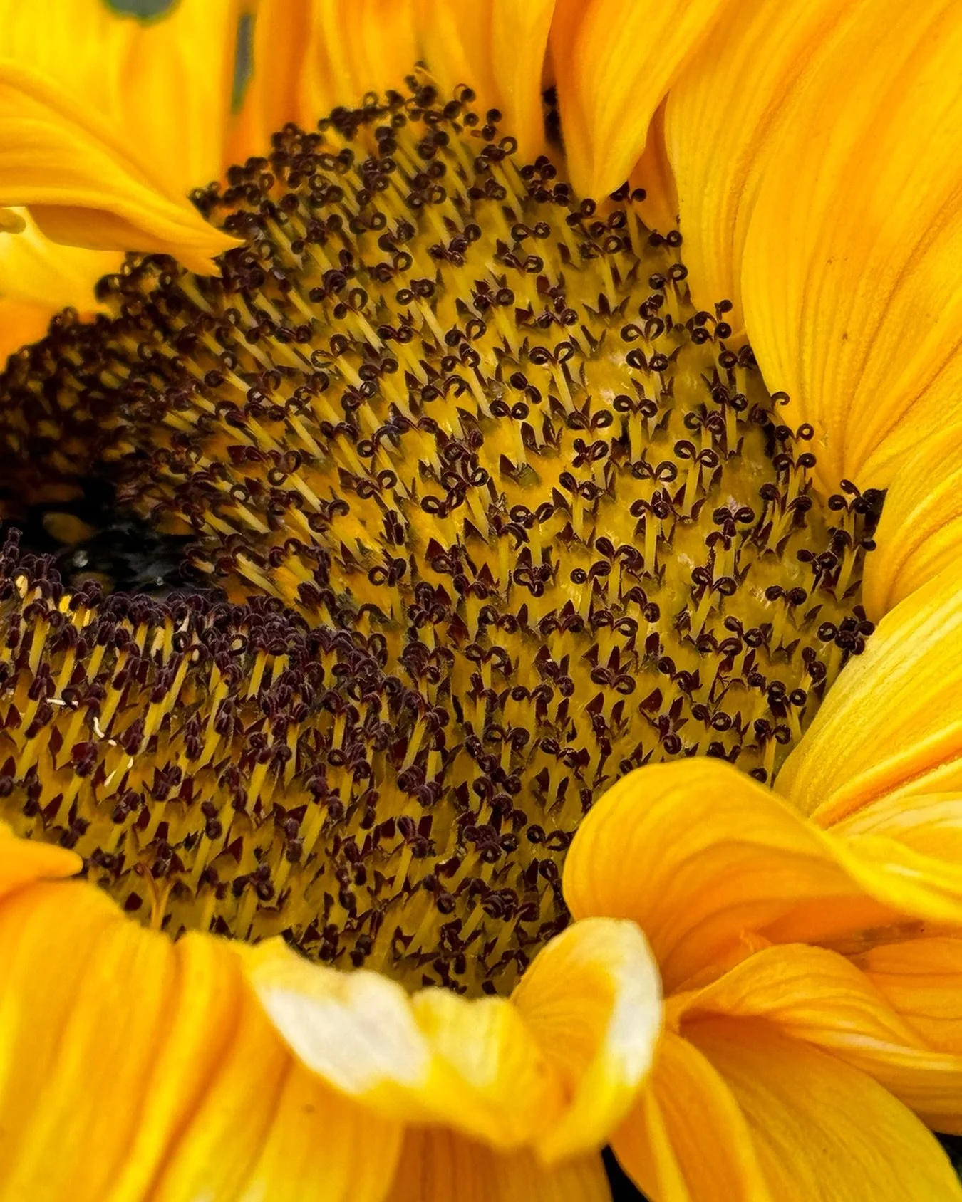 🌻 Why do sunflowers scream fall?
While we often think of them as summer blooms, sunflowers are actually harvested in autumn! Their warm golden petals mirror fall's color palette, and they're often planted alongside pumpkin patches, creating that pi