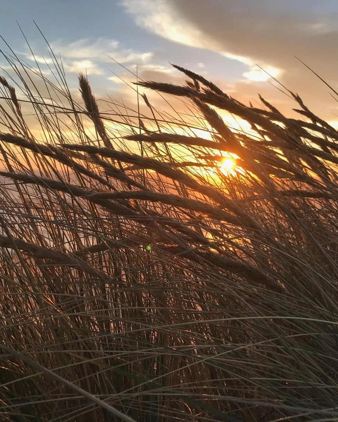 Sunset through wild grasses
Golden hour hits different in fall 🌾✨
Here's your autumn bucket list:
🍂 Catch Sunset at El Matador Beach – Watch the sun dip behind those iconic rock formations. Tag @visitcalifornia and @malibu for those dreamy c