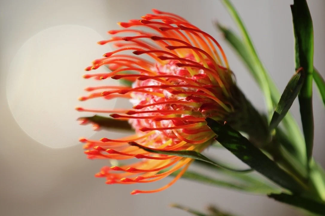 Close-up of a vibrant pink and orange protea flower with elongated, curved petals and green leaves.