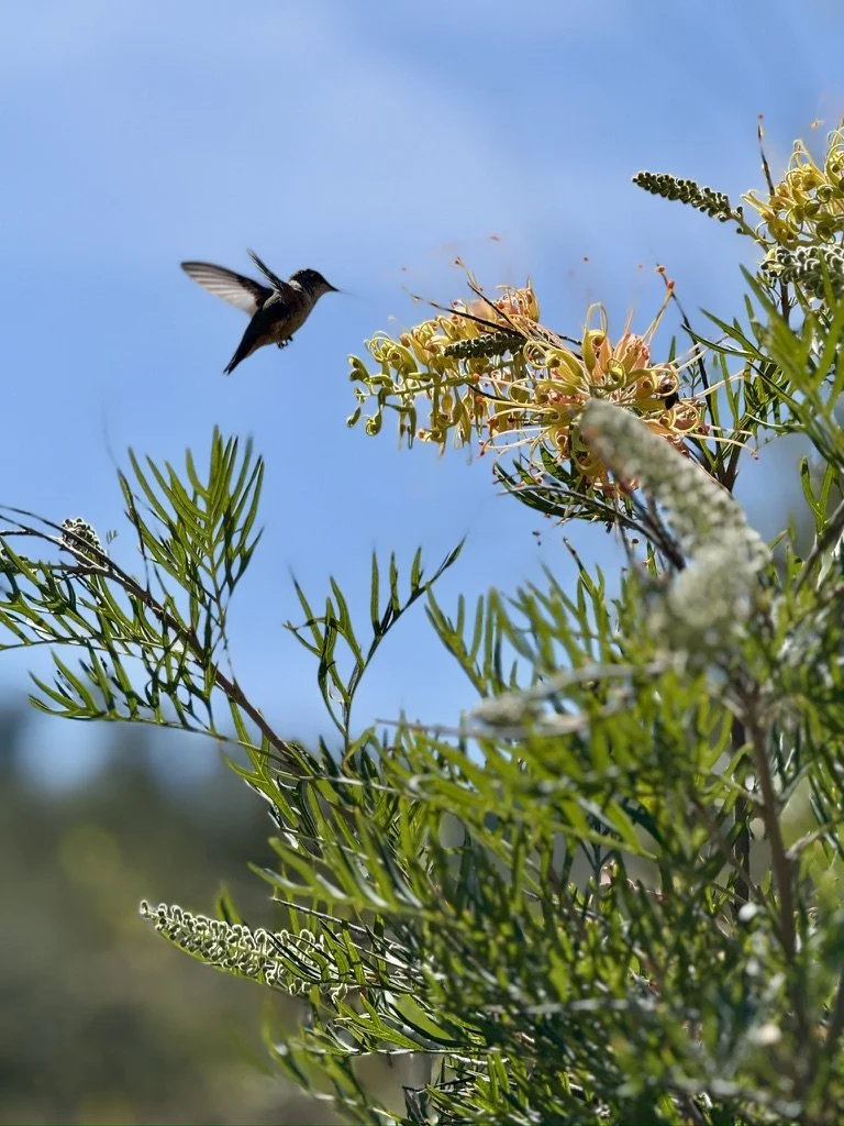Timing is everything. Phil Missig's photo of a humming bird getting nectar from a flower.