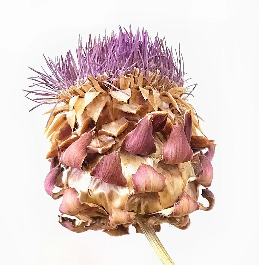 A dried artichoke with a purple chive flower on top.