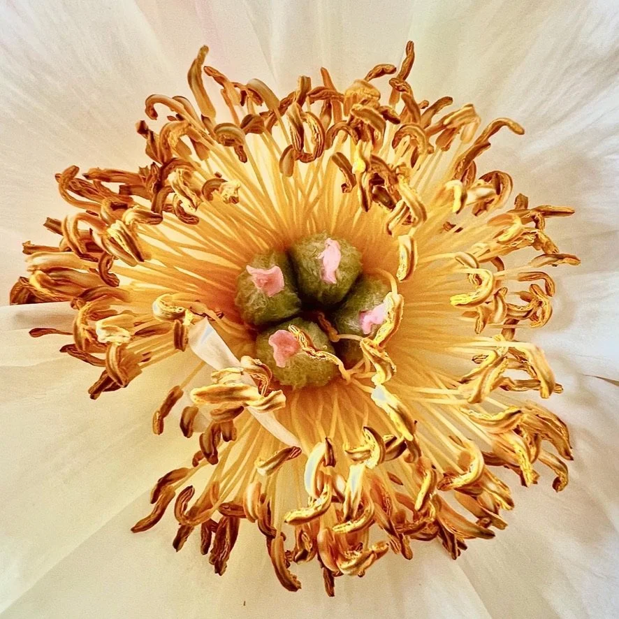Close-up of the inside of a white flower with yellow stamens and pink-tipped green pistils.