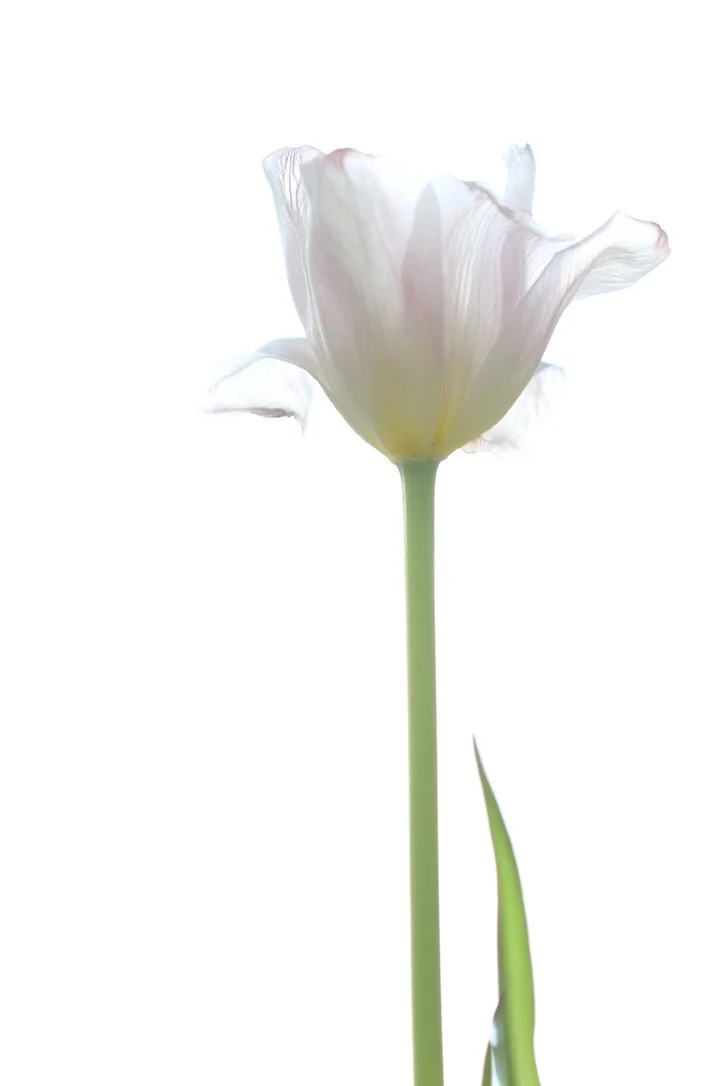 White tulip flower with a tall green stem against a white background.