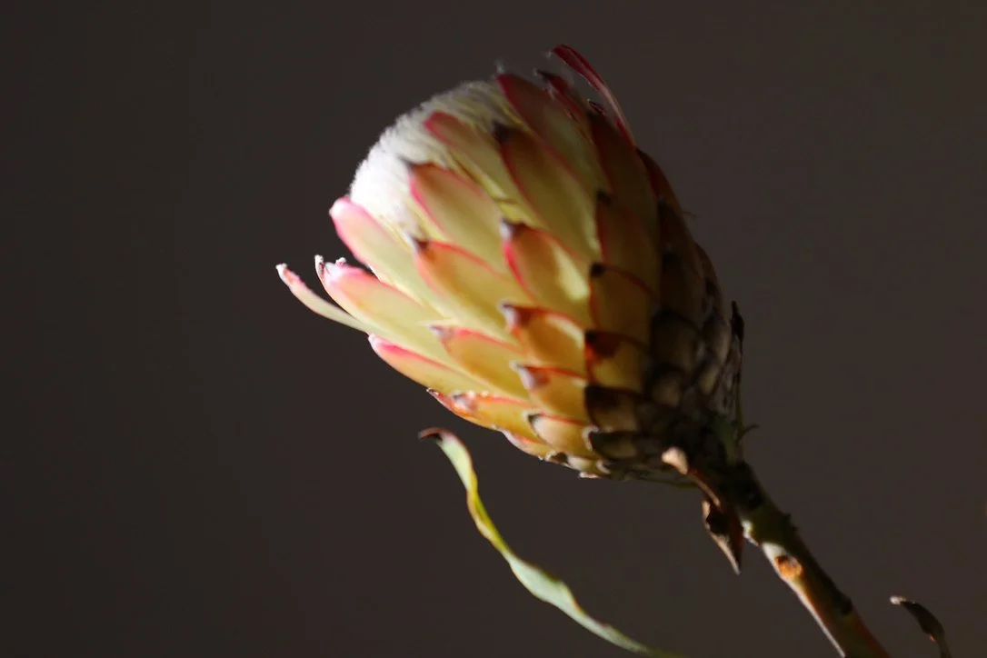 Close-up of a partially opened protea flower with pink-tipped yellow petals against a dark background.