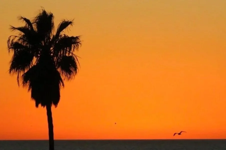 Los Angeles sunset - Silhouette of a palm tree and a bird flying over the ocean during sunset with an orange sky.