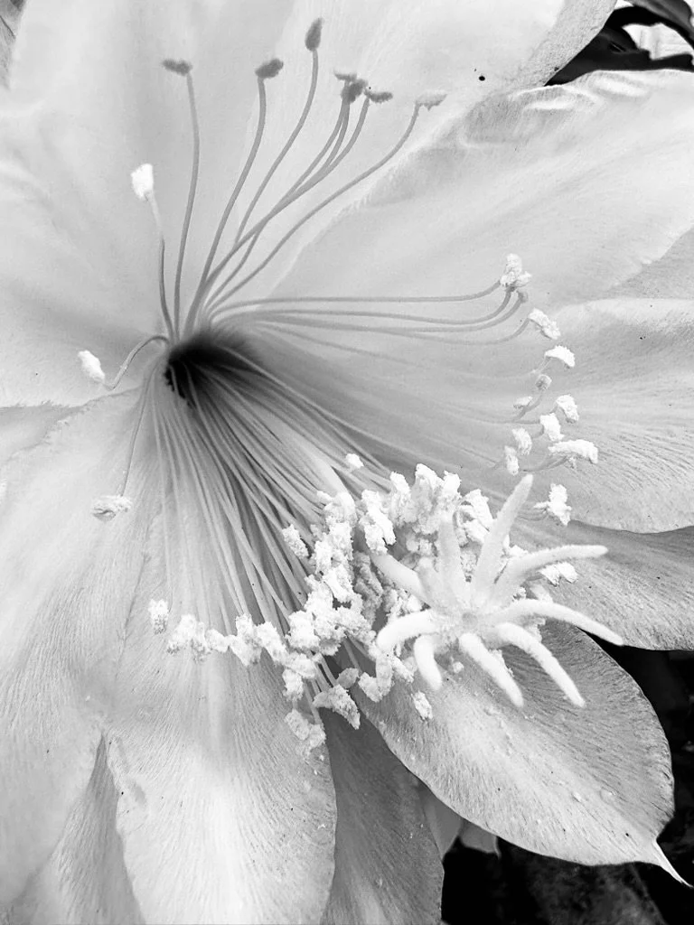 Close-up of a flower's stamens and pistil with detailed petals in black and white.