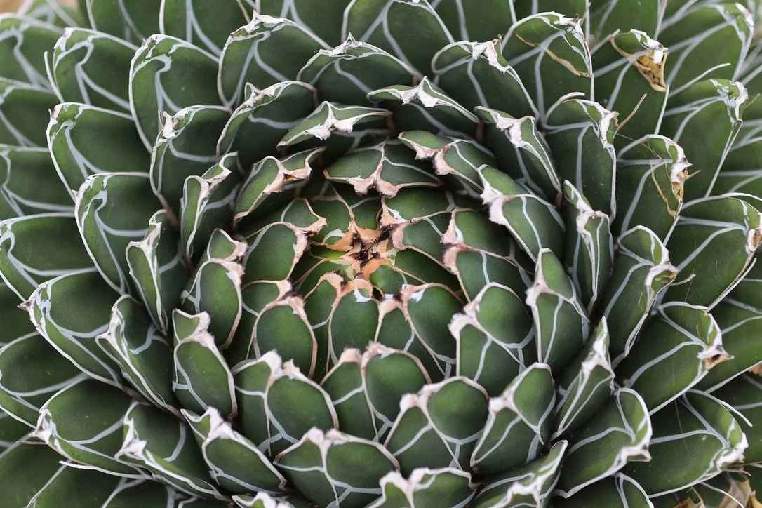 Phil Missig photography @philmexposed Close-up image of a green succulent with white edges.