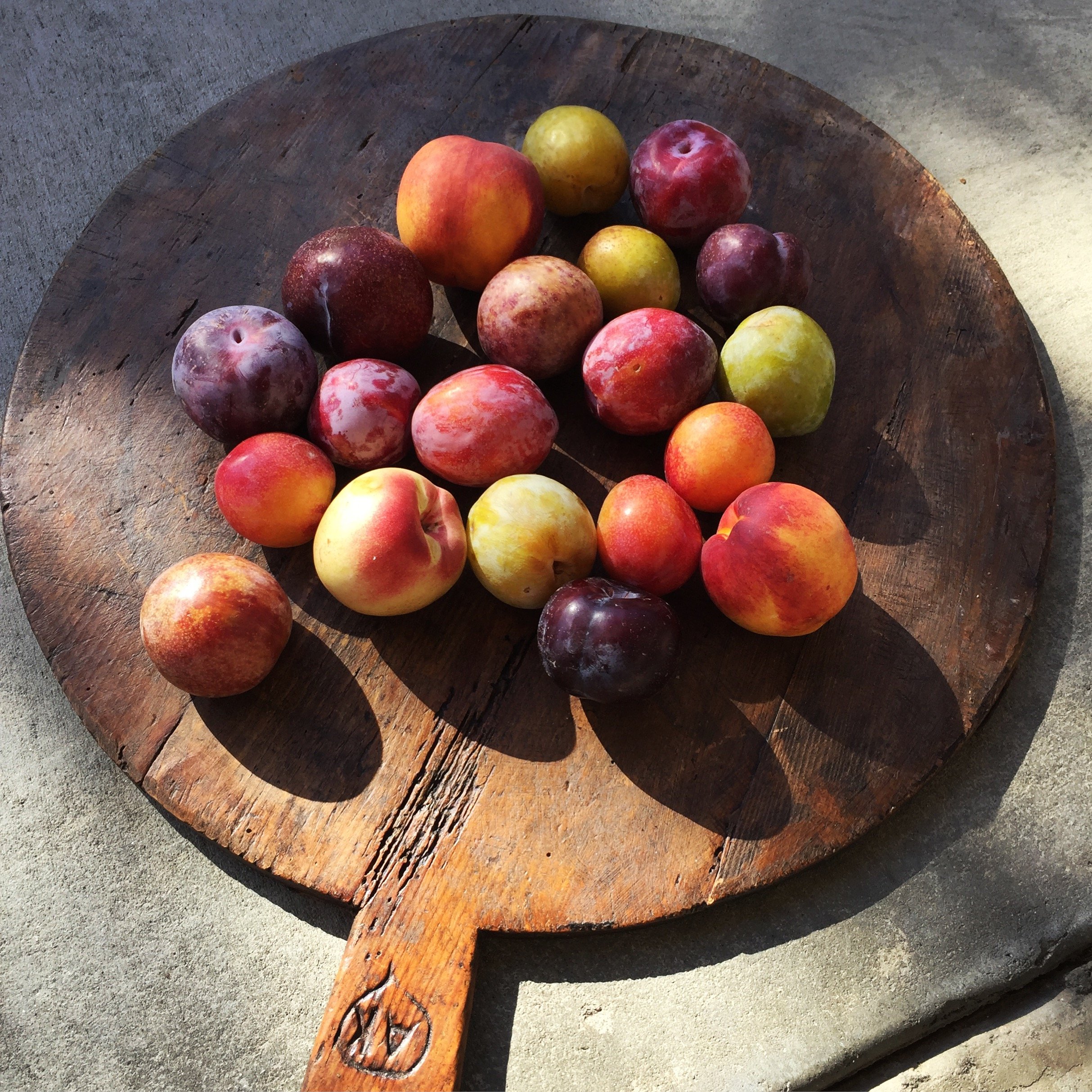 A wooden cutting board with a variety of apples and plums on it, with shadows cast by sunlight.