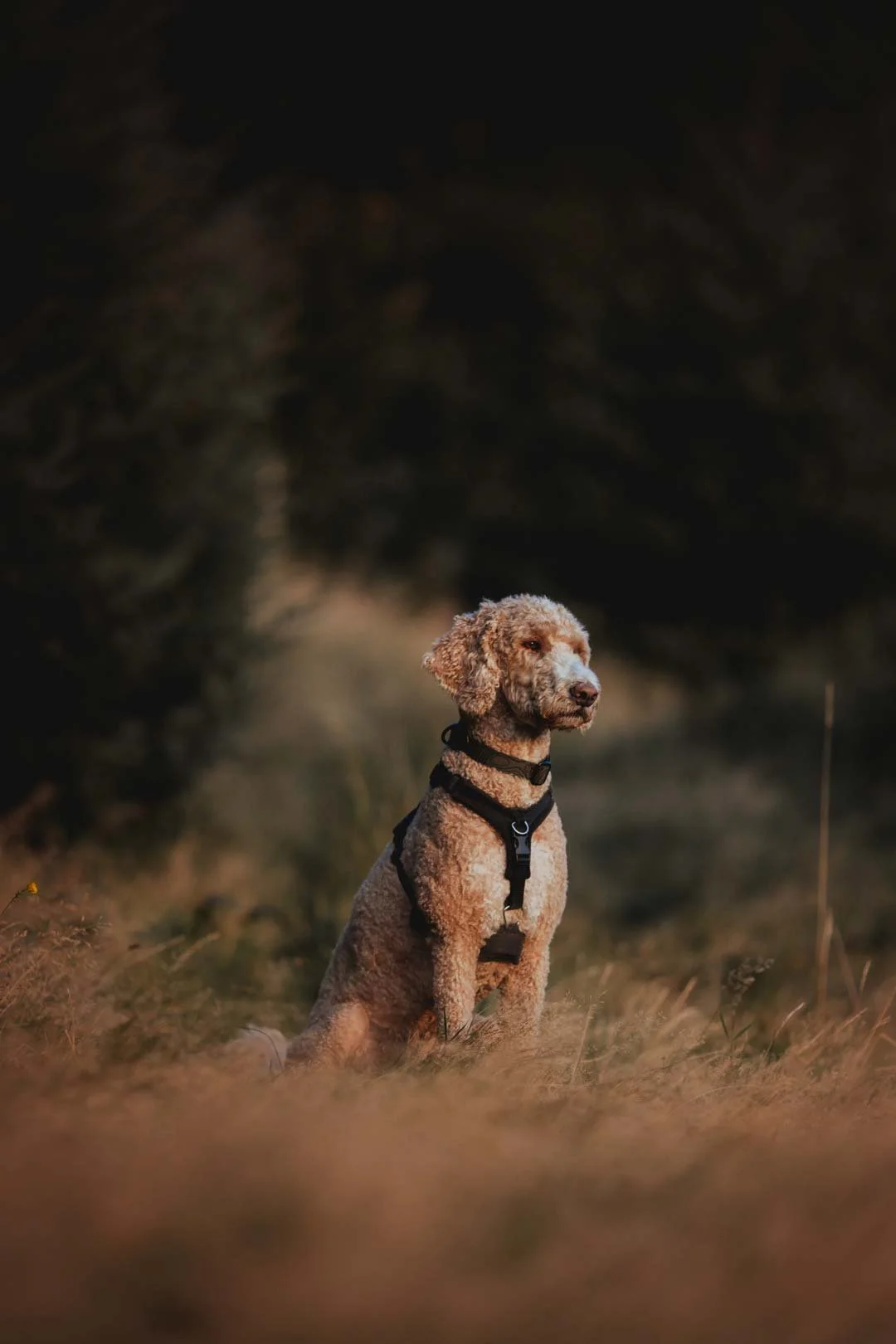 A dog sitting outdoors on a grassy field, wearing a black harness, with a background of dark trees and a blurred natural landscape.