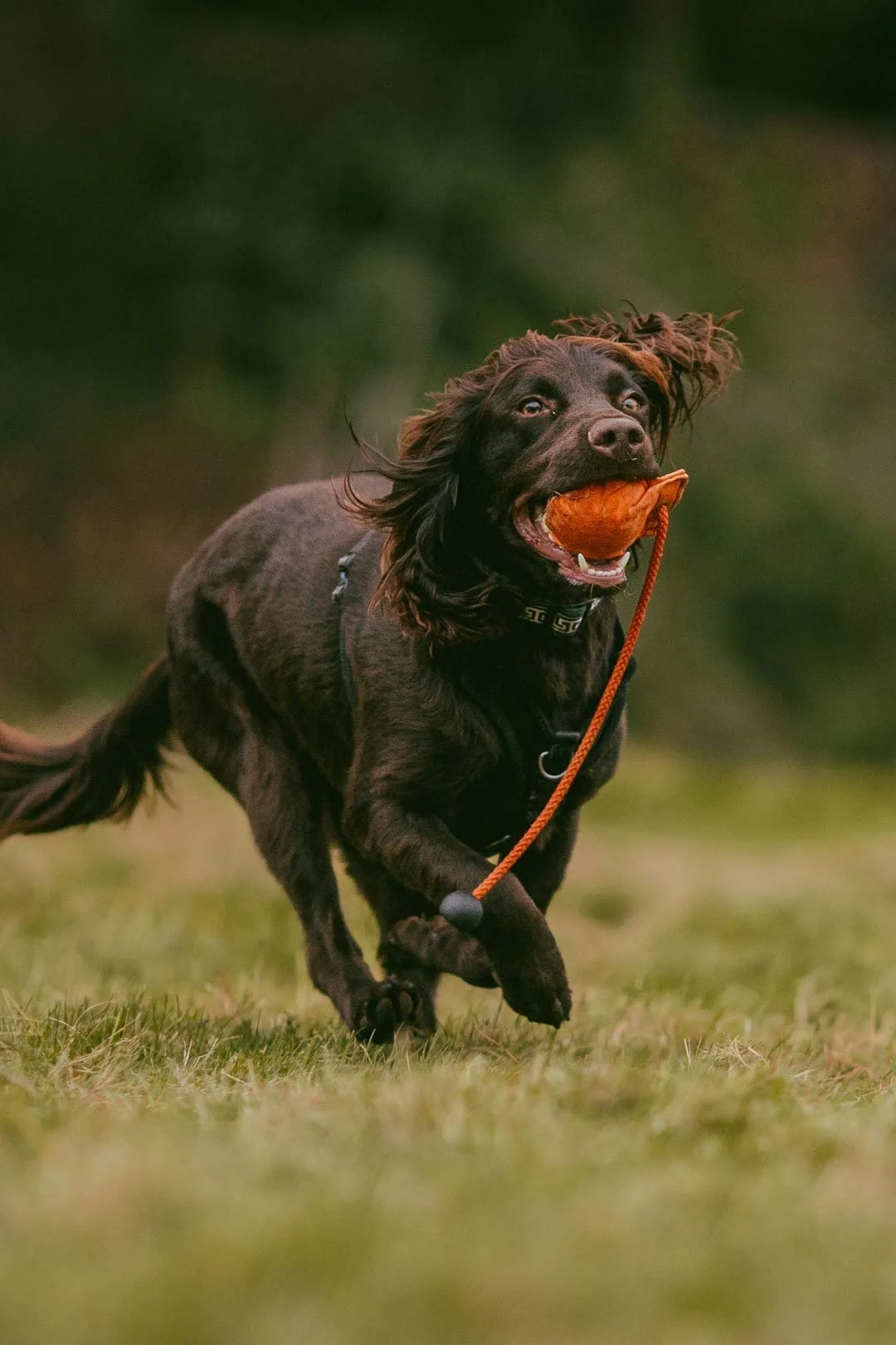 A brown retriever dog running outdoors, carrying a toy in its mouth.