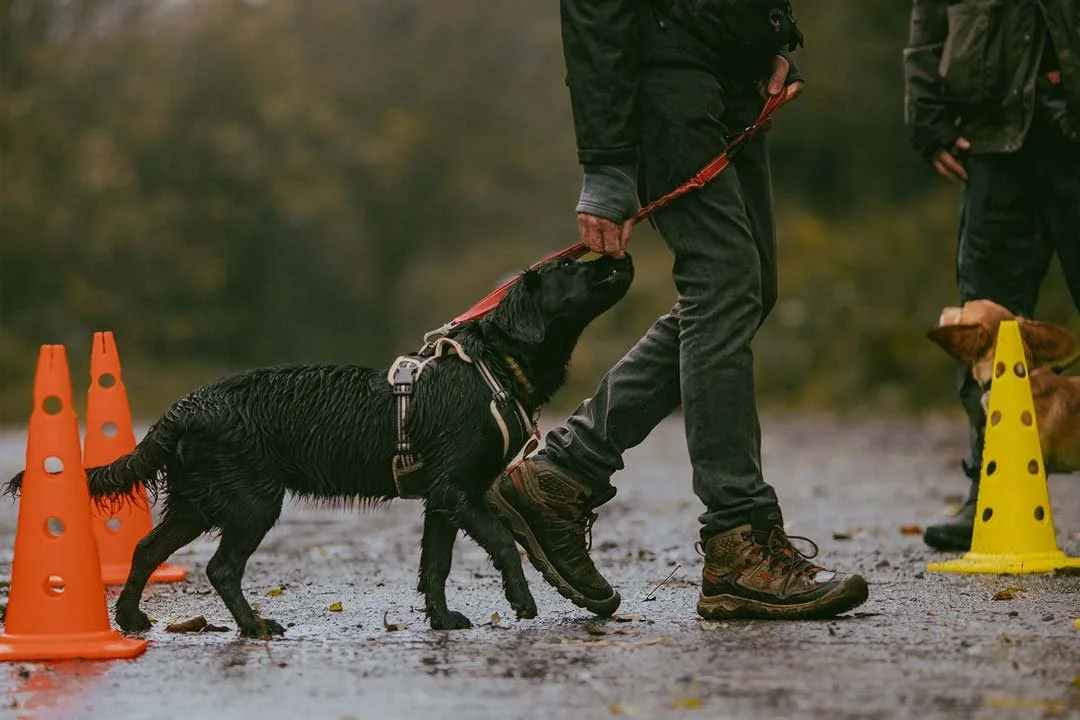 A black cocker spaniel puppy learning to walk on a loose lead at her puppy gundog training class in Helston