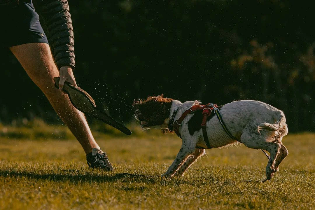 A springer spaniel puppy learning a whistle recall at his puppy gundog training class in Falmouth