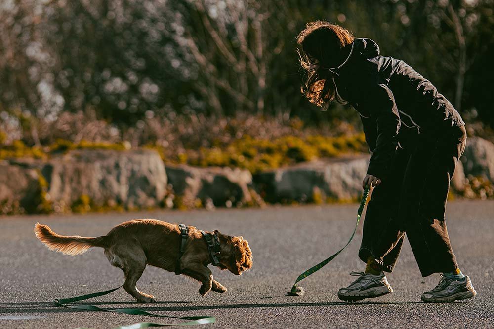 A cocker spaniel puppy learning a recall whistle at her puppy gundog training class in Falmouth