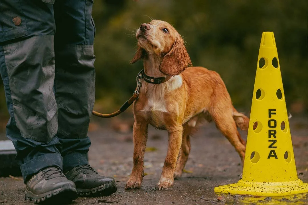 A tan and white cocker spaniel puppy at his dog training course in Helston, Cornwall