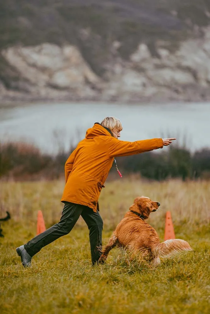 Karen and Dora, the golden retriever, marking a retrieve at their advanced gundog training class in Falmouth, Cornwall
