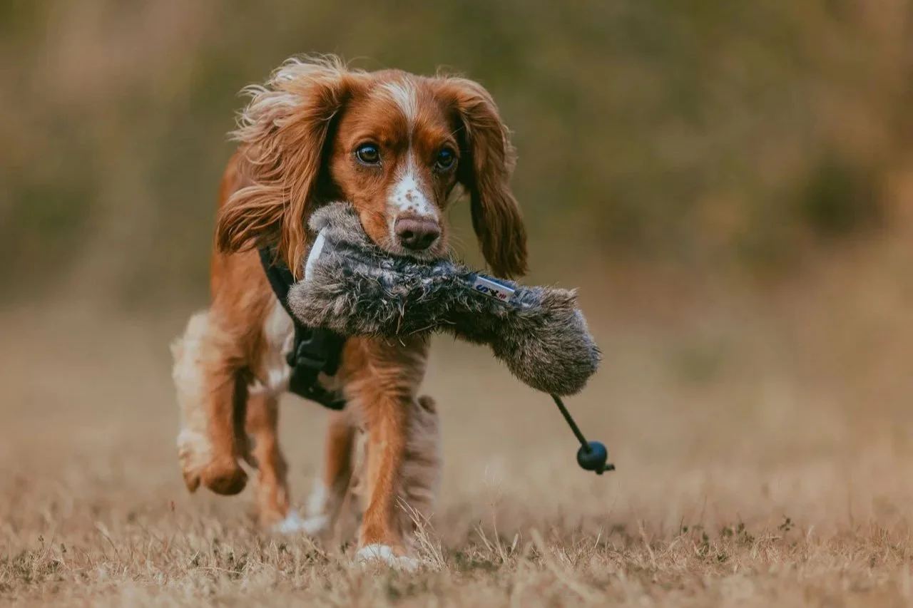 A brown and white dog running outdoors while carrying a gray plush toy in its mouth.