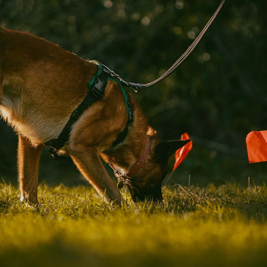 A mali doing scentwork during a dog training class in Falmouth