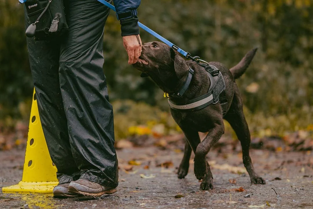 A chocolate labrador puppy learning to walk on a loose lead at his puppy gundog training class in Helston