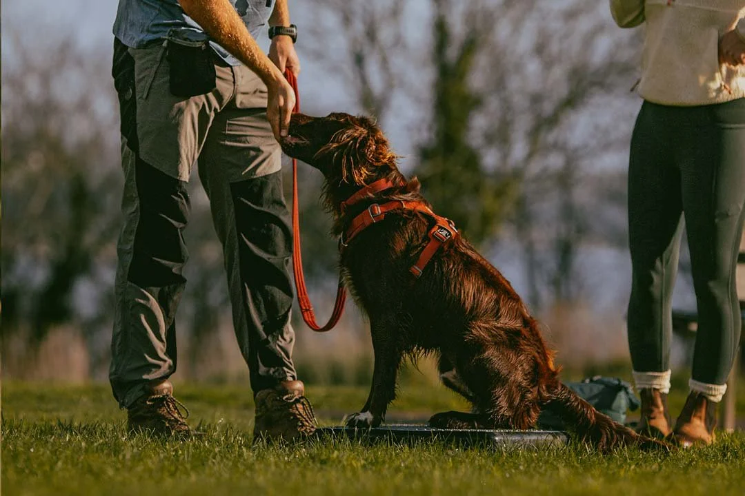 A person in outdoor clothing interacting with a large, wet brown dog wearing a harness, while another person watches nearby, on a grassy field with trees in the background.