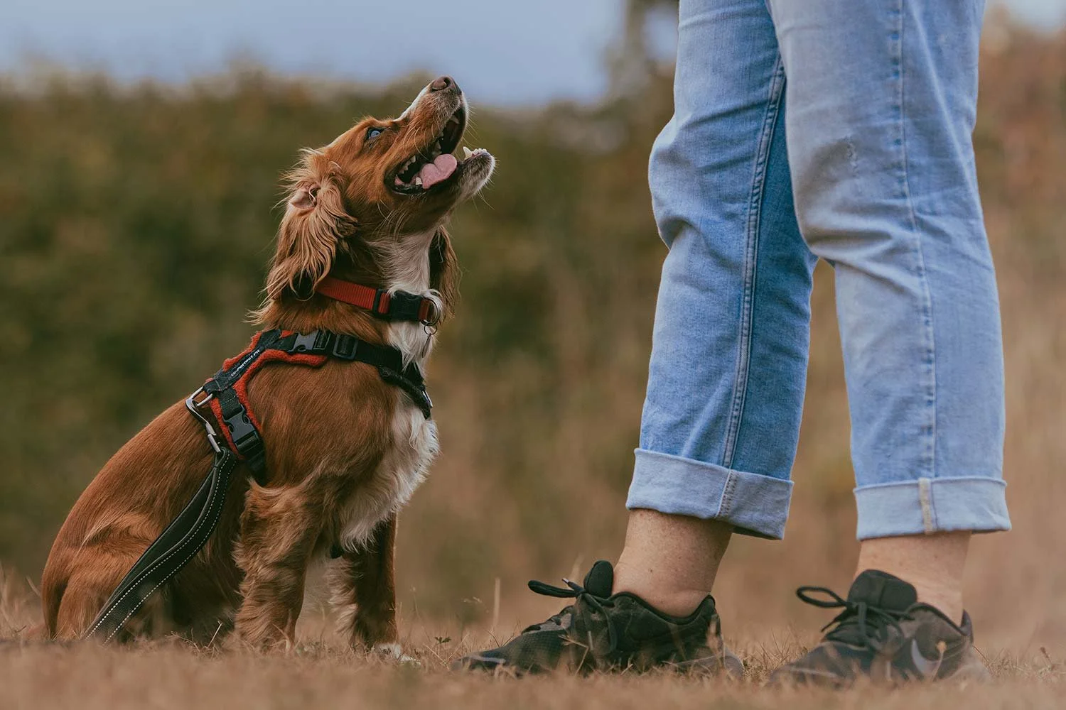 A brown dog with long ears sitting on grass, looking up at a person wearing blue jeans and black shoes.