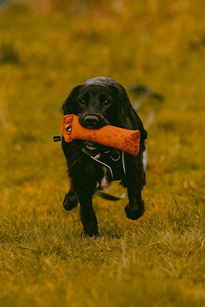 Nellie the black working cocker spaniel retrieving a canvas dummy at her gundog training class in Helston