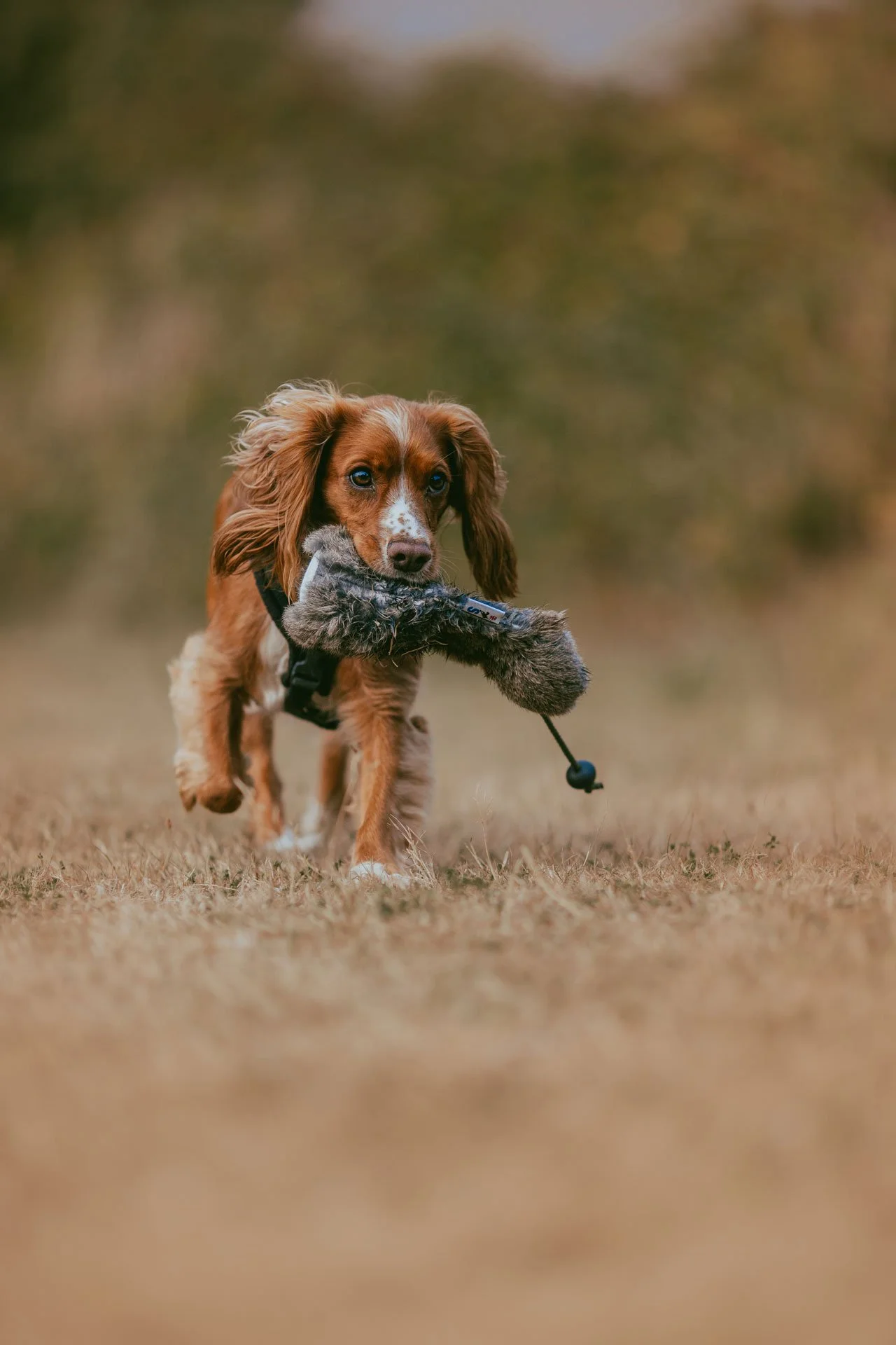 A working cocker spaniel retrieving a dummy at a gundog training class in Falmouth