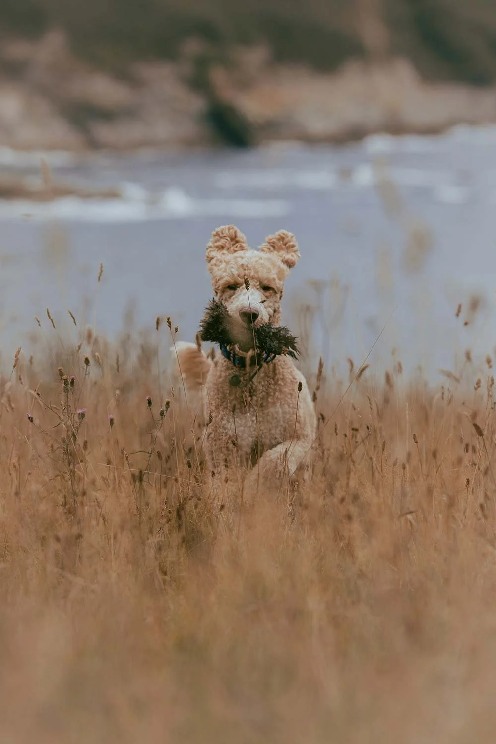 A tan curly-haired dog with a black beard and a blue collar sitting in a field of tall dry grass near a body of water, with a blurred hilly shoreline in the background.