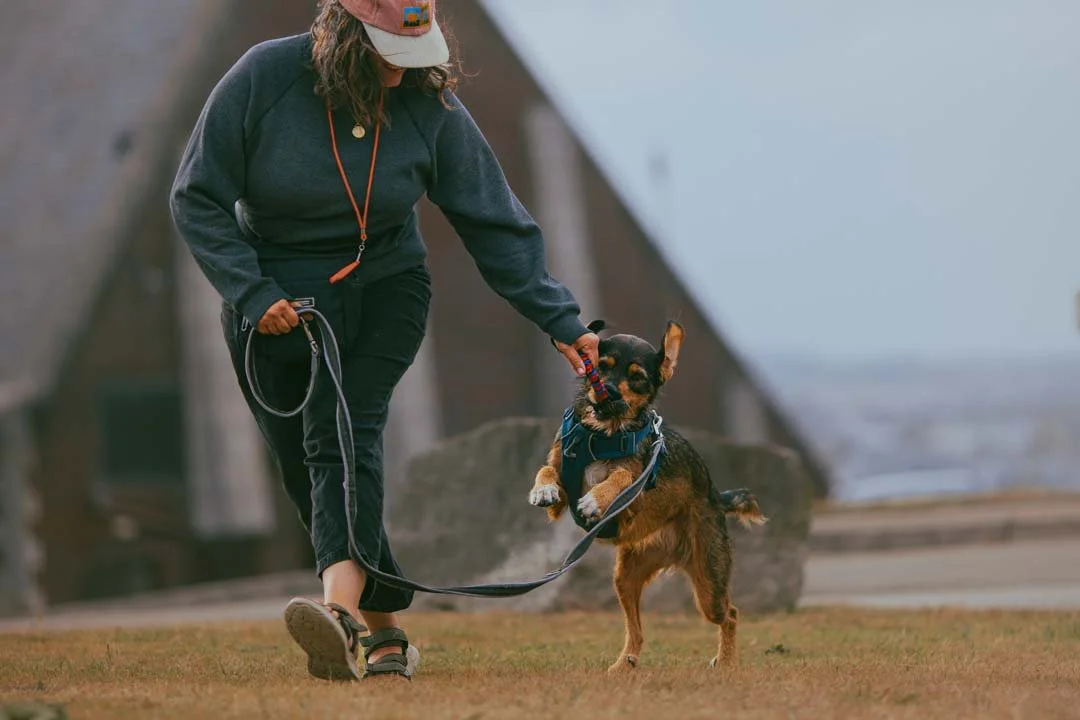Lauren and Pip, the segugio x English setter, using play as a reinforcer at their gundog training class in Falmouth, Cornwall