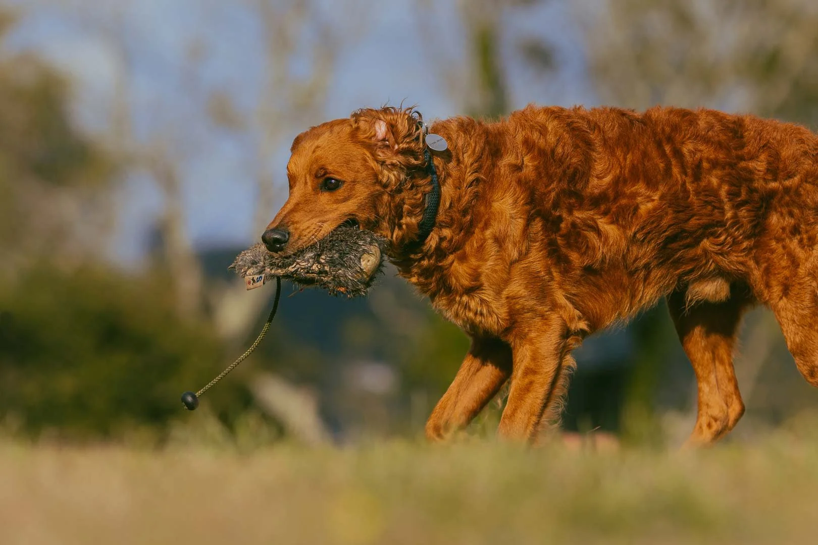 Roo, a red double doodle, retrieving a rabbit dummy