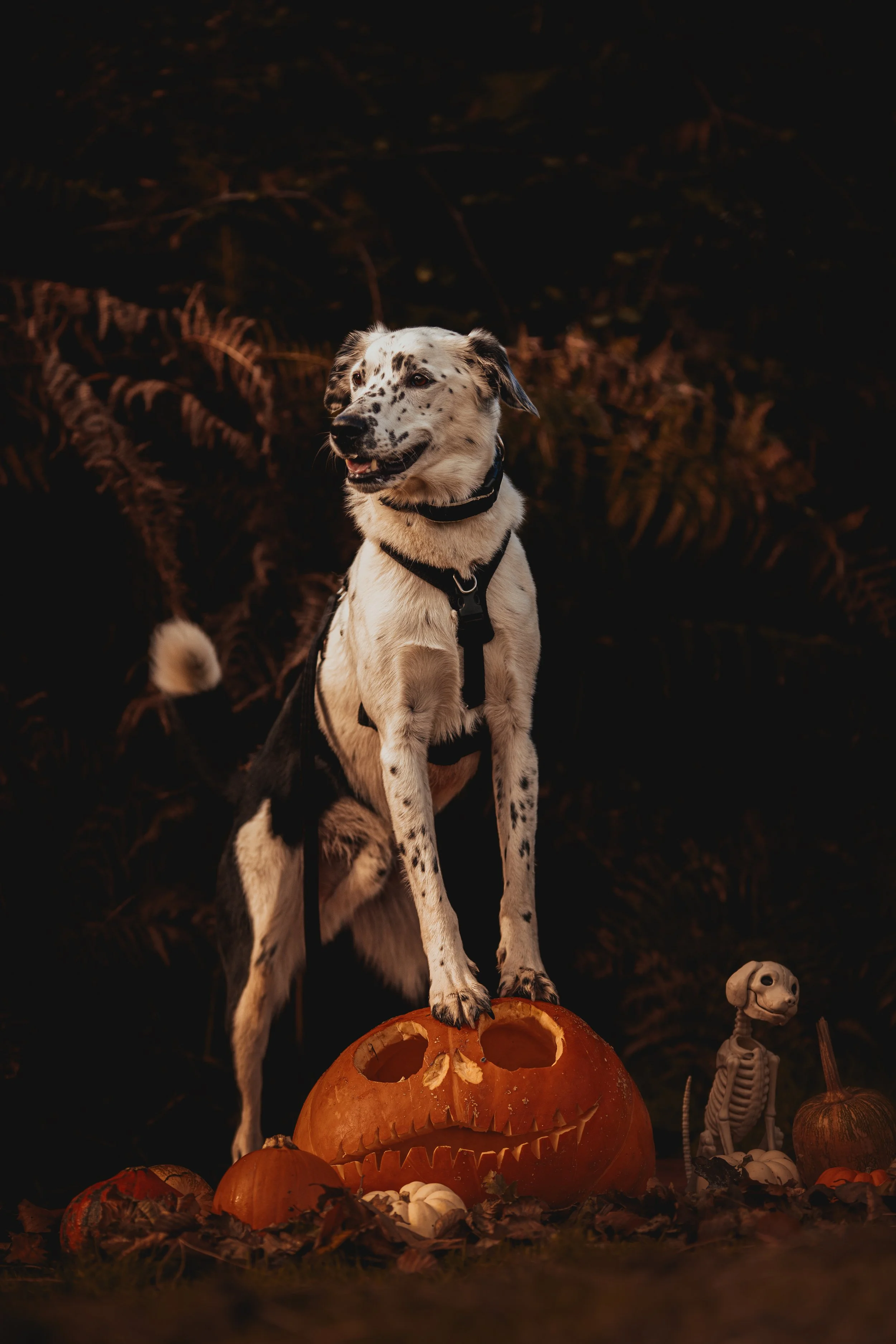 A dog with a spotted coat sitting on a carved pumpkin with a spooky face in a Halloween-themed setting at night, surrounded by smaller pumpkins and a skeleton figurine.