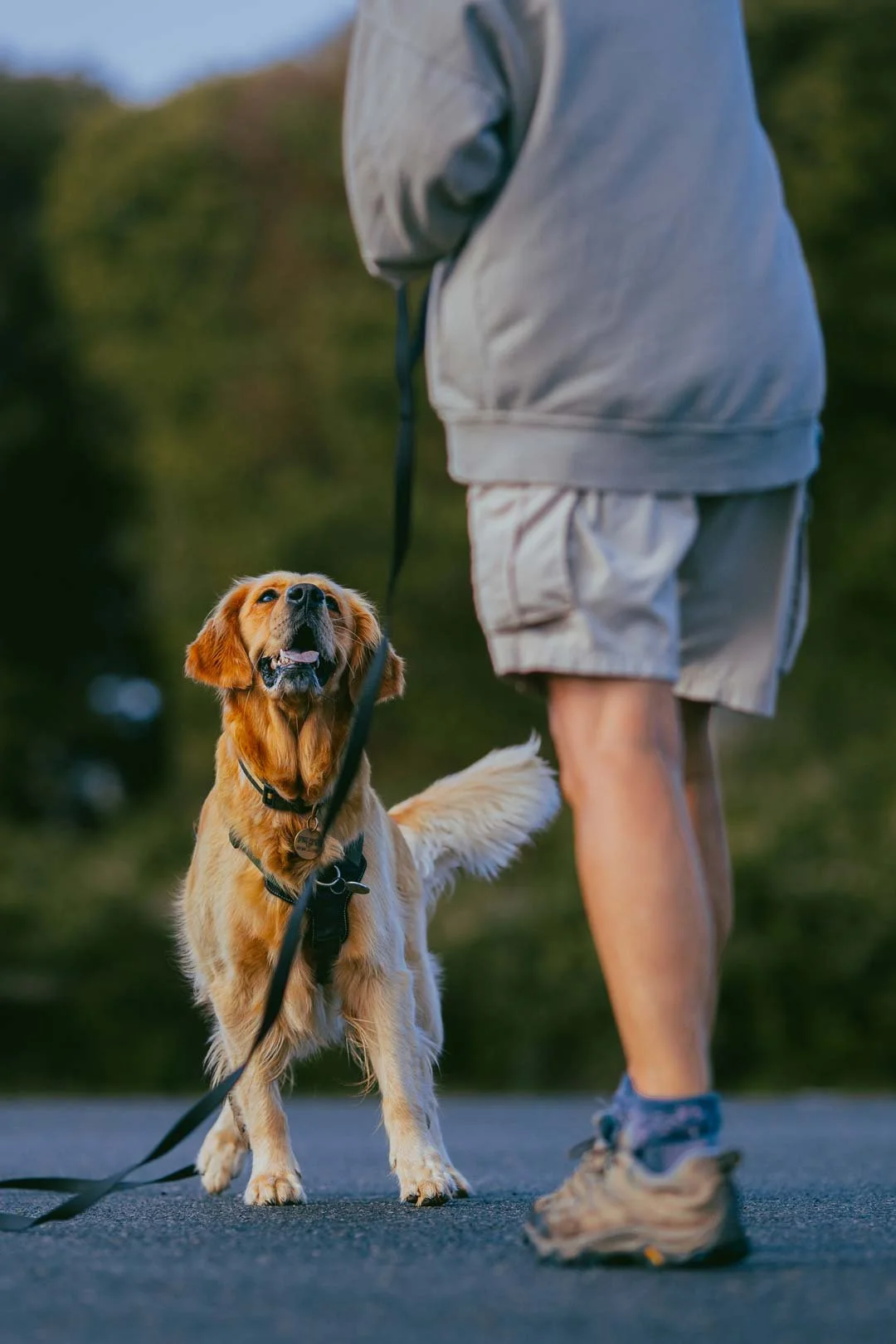 Dora, a golden retriever, learning an emergency stop at her gundog training class in Falmouth